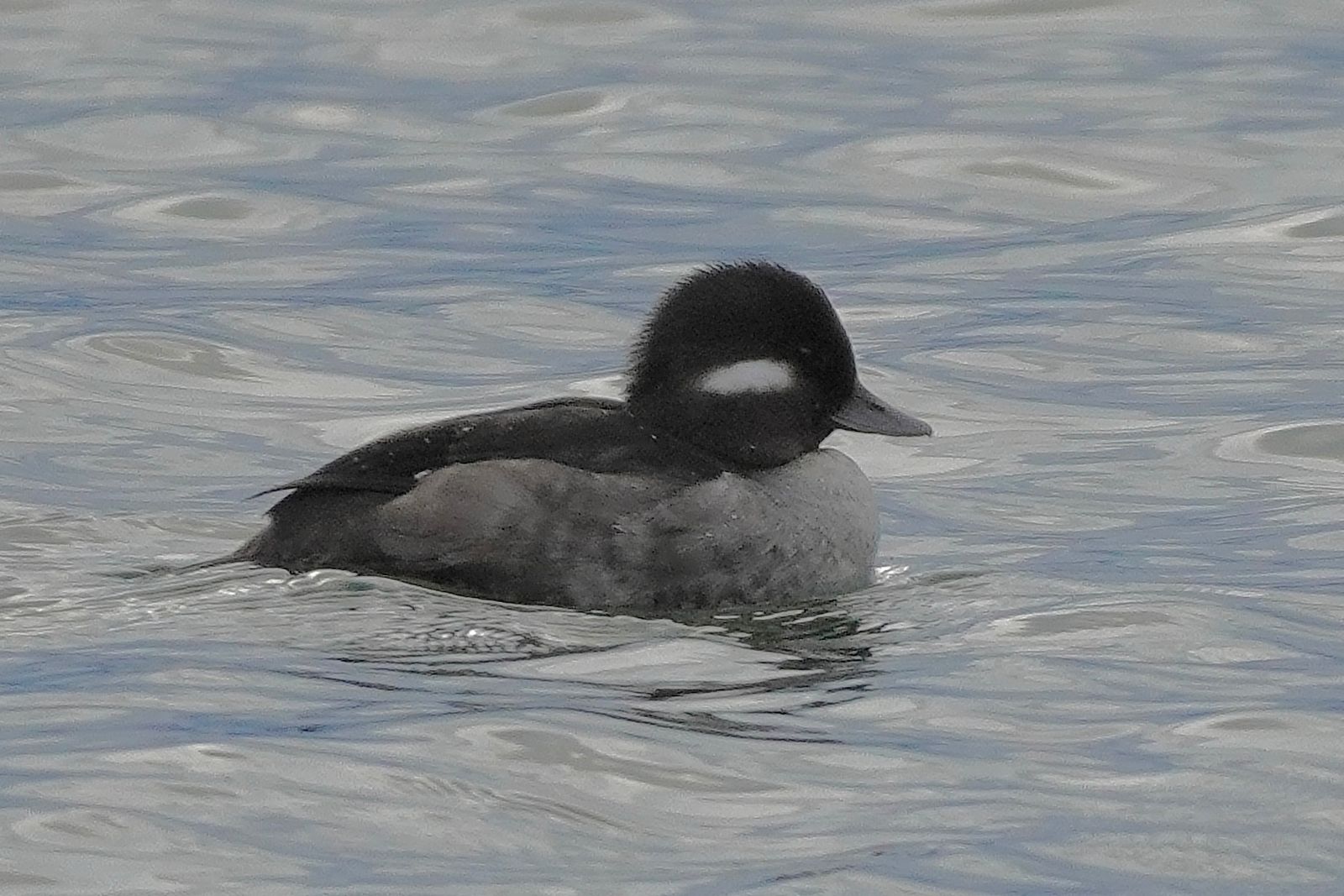 Bufflehead (Bucephala albeola) floating on rippled gray-blue water, Westport