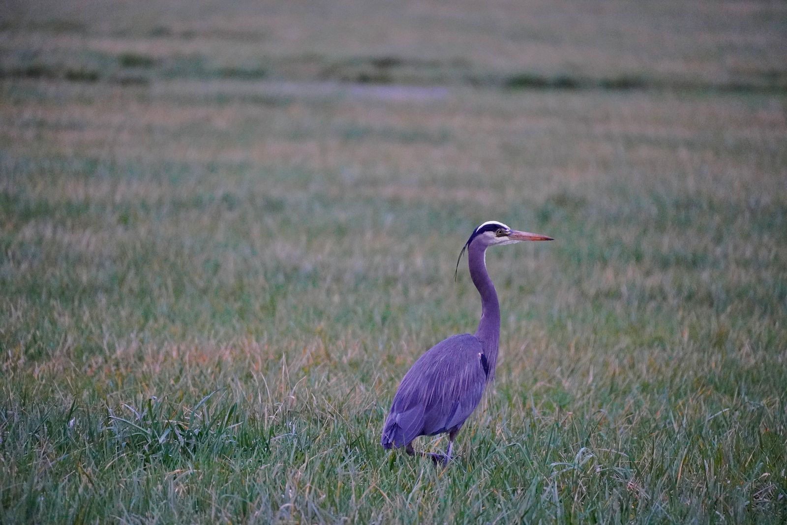 A grey heron standing in tall grass, Westport