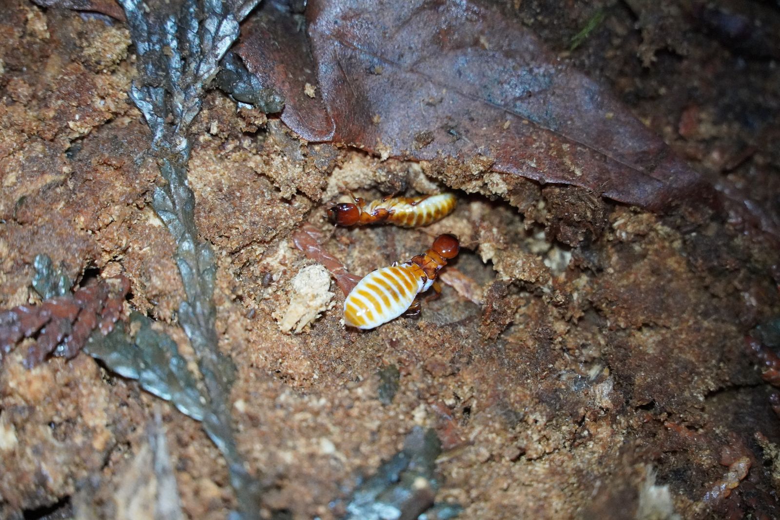 Two Pacific dampwood termites (Zootermopsis angusticollis) on crumbling wood among brown leaf fragments, Westport