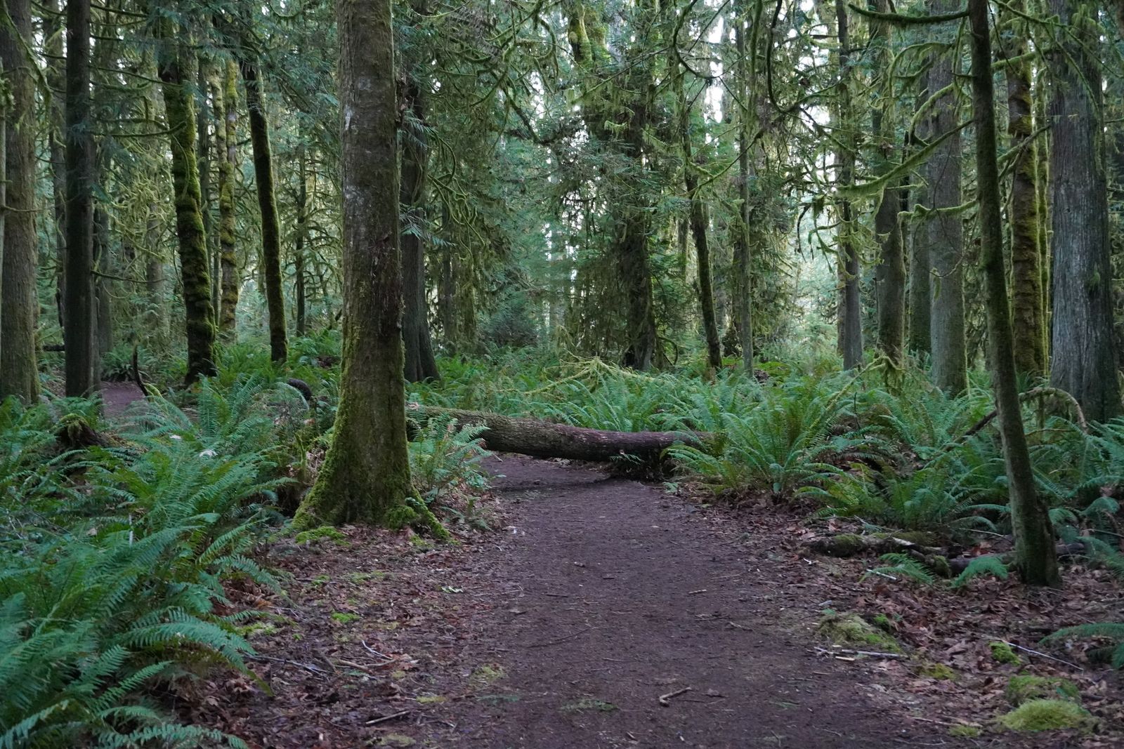 A fallen log across a fern-lined forest trail, Westport