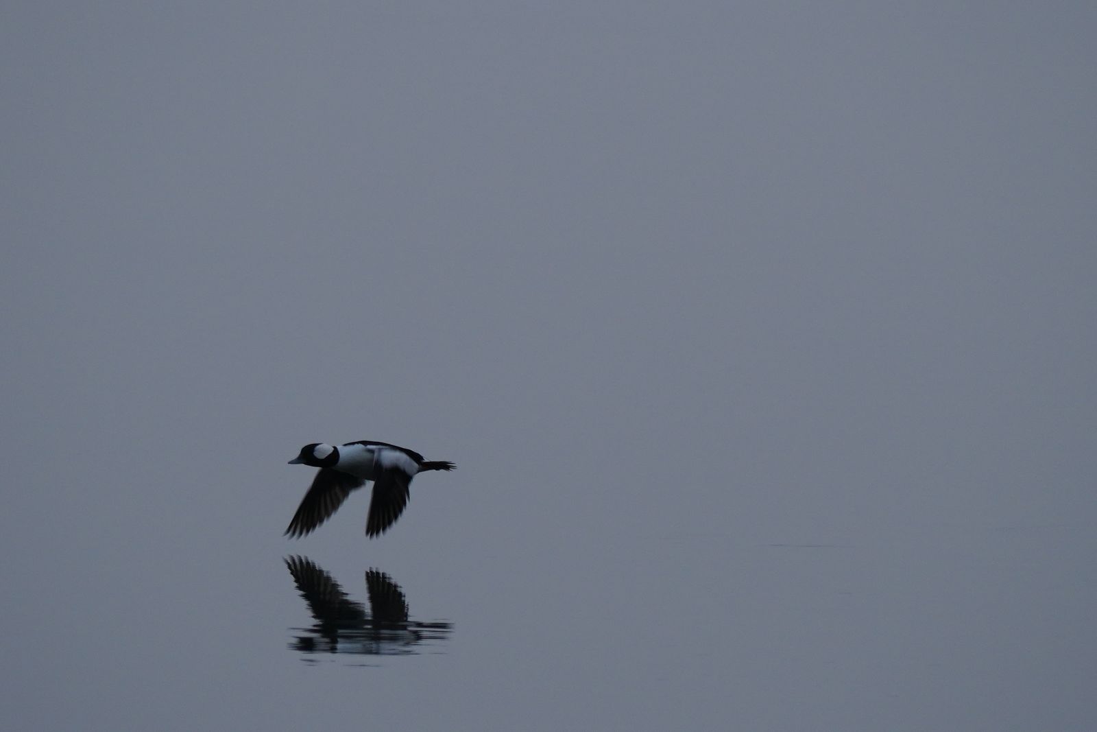 A black-and-white duck flying low over water with its reflection, Westport