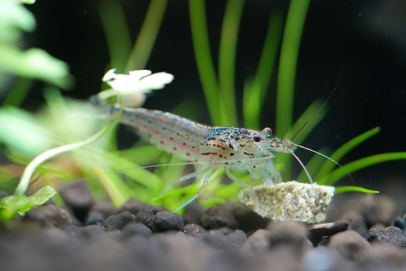 A shrimp on dark gravel beside a pale block, Eastern Washington