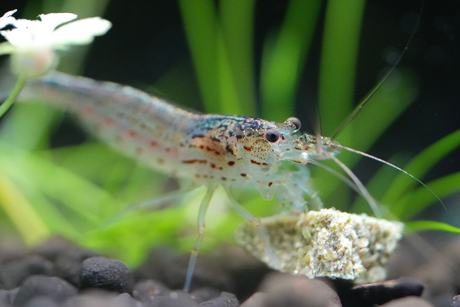 A shrimp on gravel beside a pale rock, Eastern Washington
