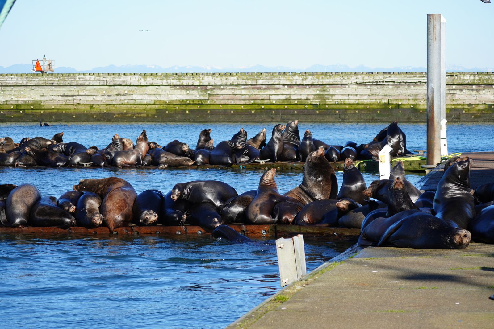 Sea lions crowded on floating docks beside a concrete walkway, Westport