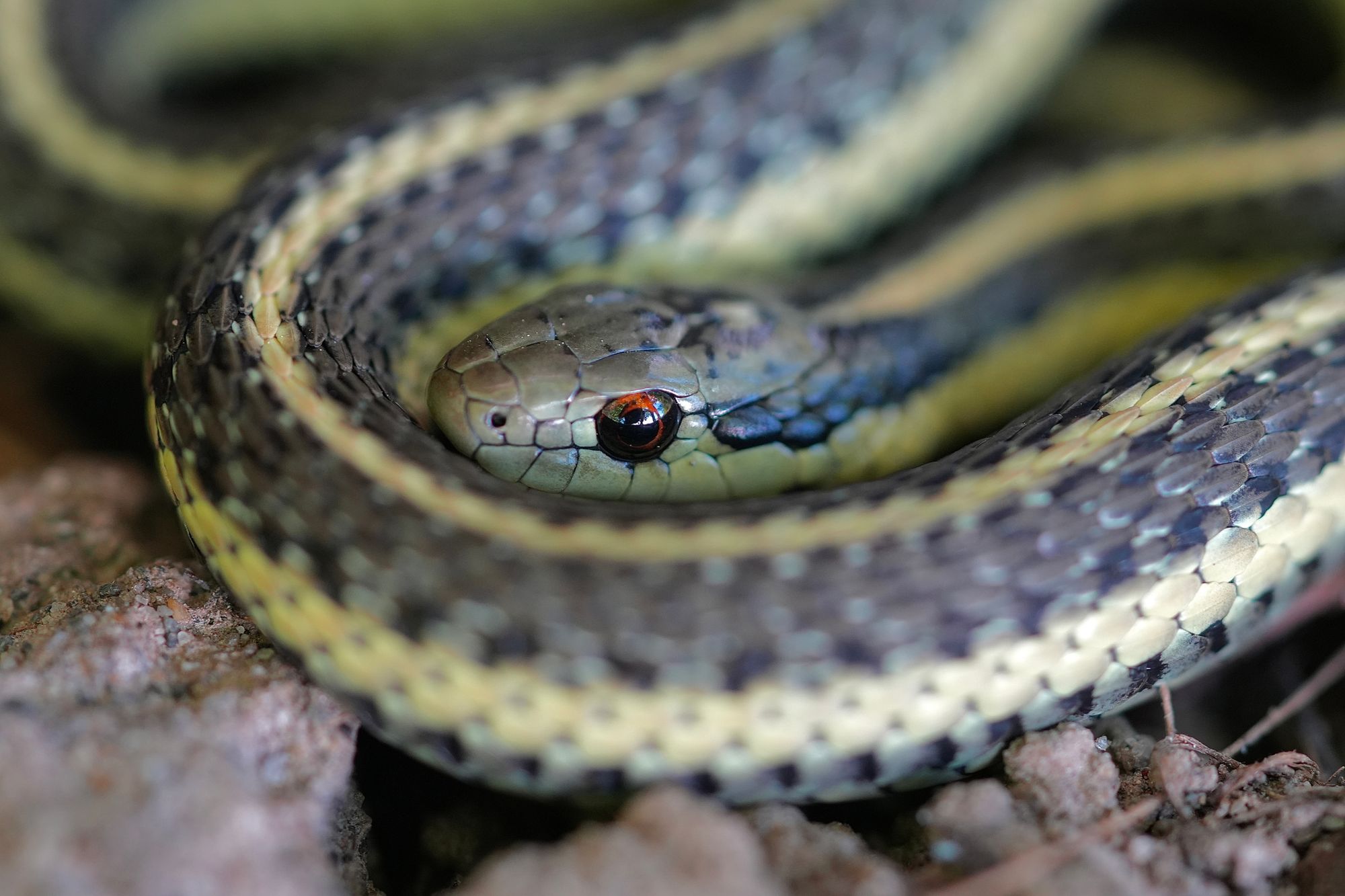 Northwestern garter snake (Thamnophis ordinoides) coiled on rocky soil, Eastern Washington