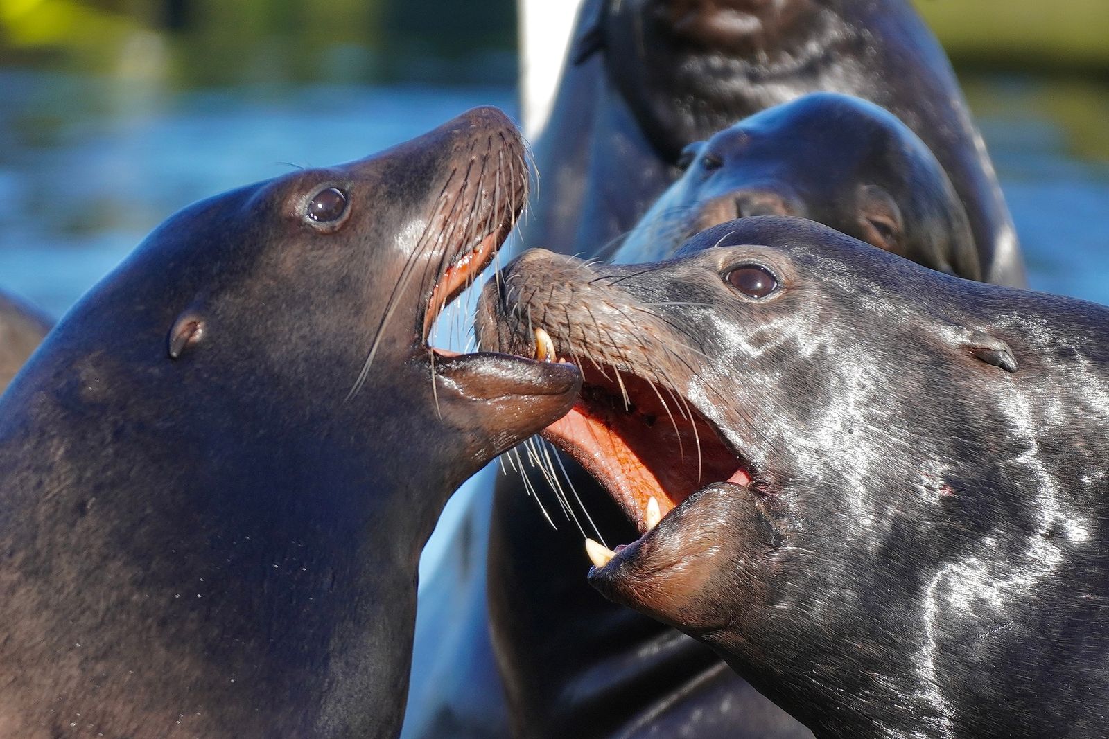 Four sea lions crowded together with two mouths open, Westport