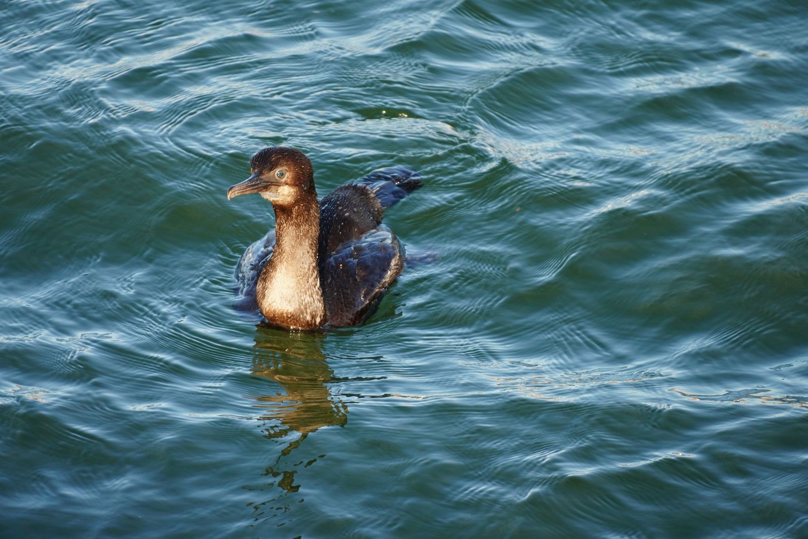 A brown bird floating on rippled water with its reflection, Westport