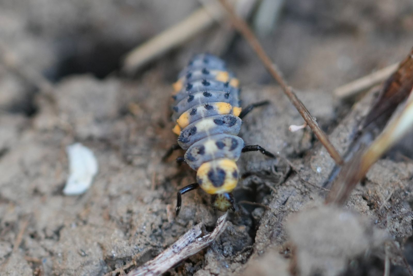 Seven-spotted lady beetle (Coccinella septempunctata) larva on bare soil among dry stems, Eastern Washington