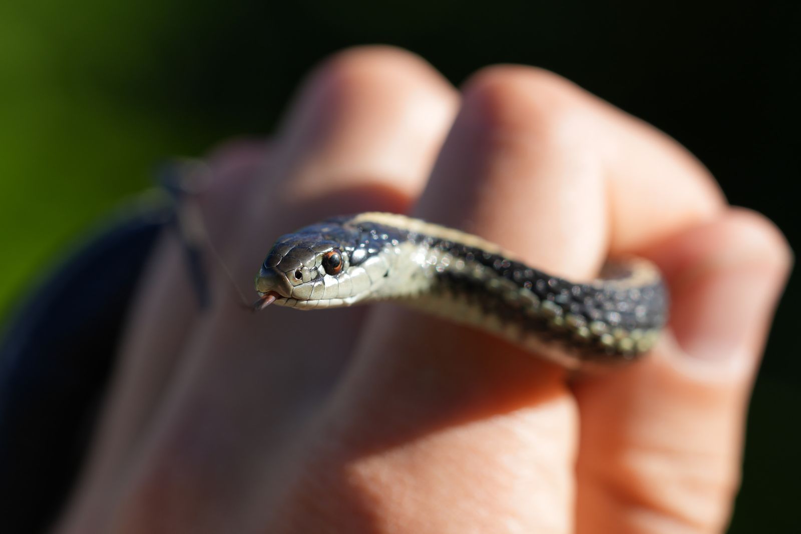 Northwestern garter snake (Thamnophis ordinoides) in a hand with its tongue out, Eastern Washington