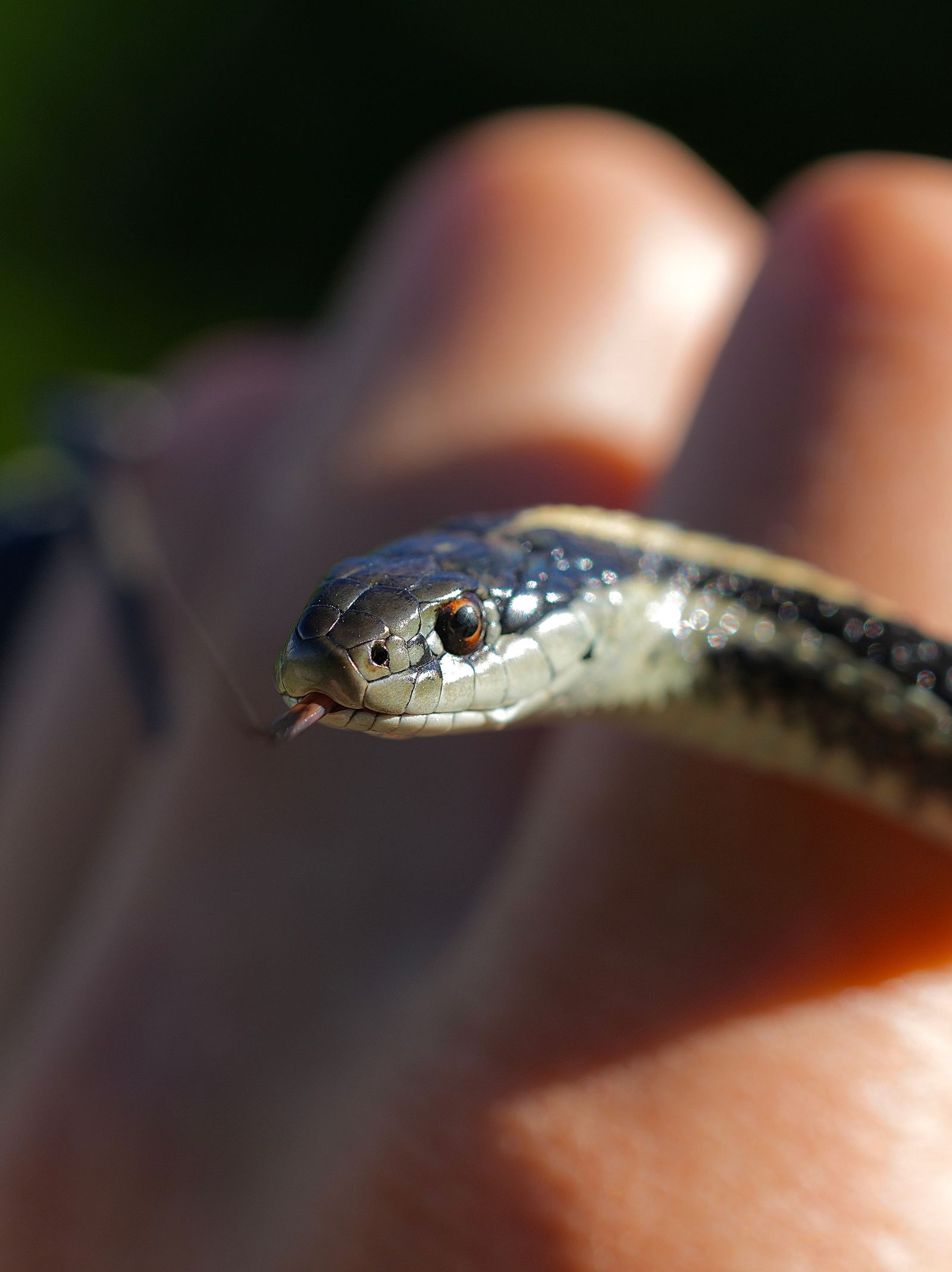 Northwestern garter snake (Thamnophis ordinoides) in a hand with its tongue out, Eastern Washington