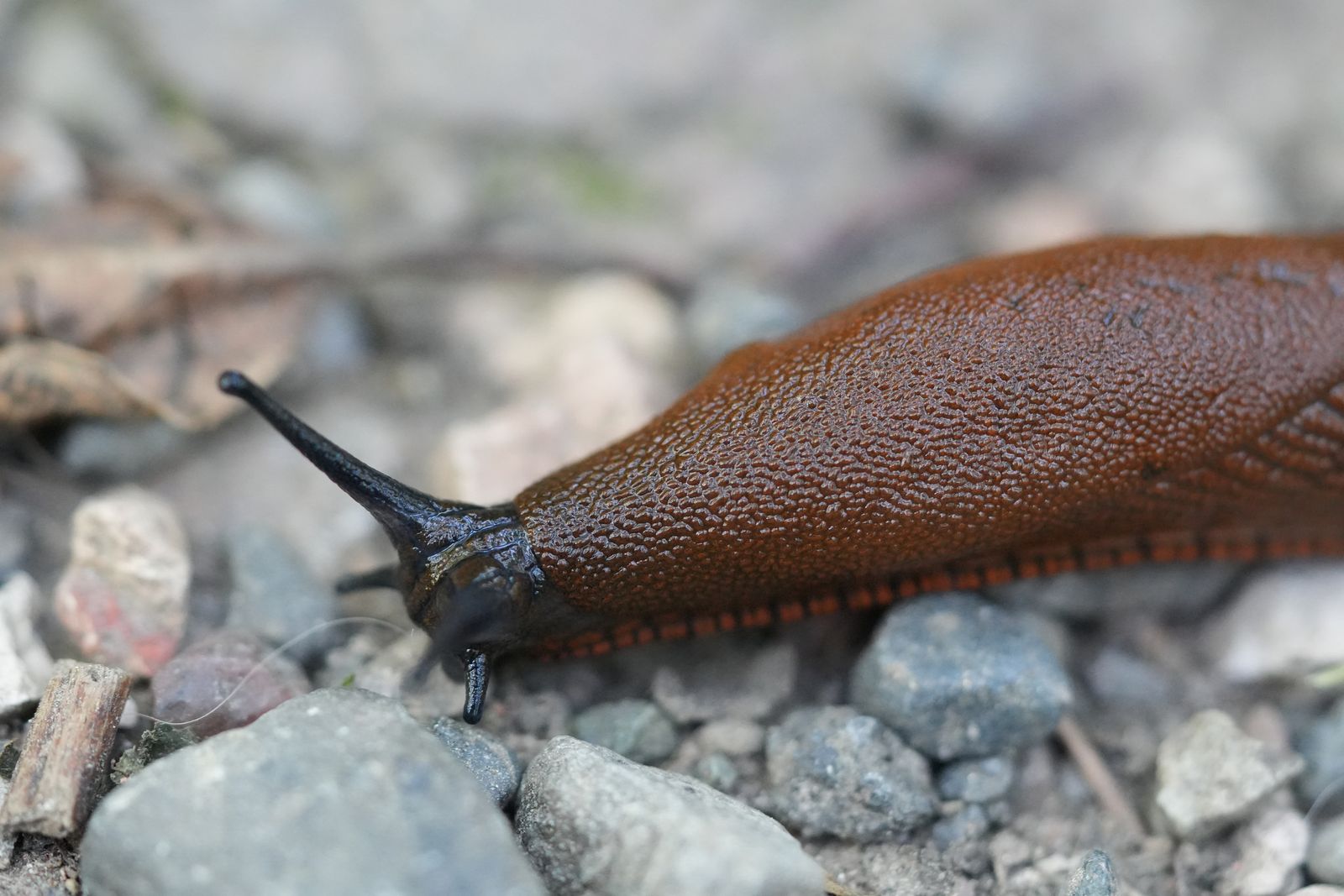 A reddish-brown slug on gravel among twigs, Sunrise