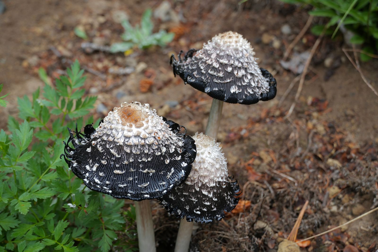 Three shaggy manes (Coprinus comatus) growing in soil beside green plants, Sunrise