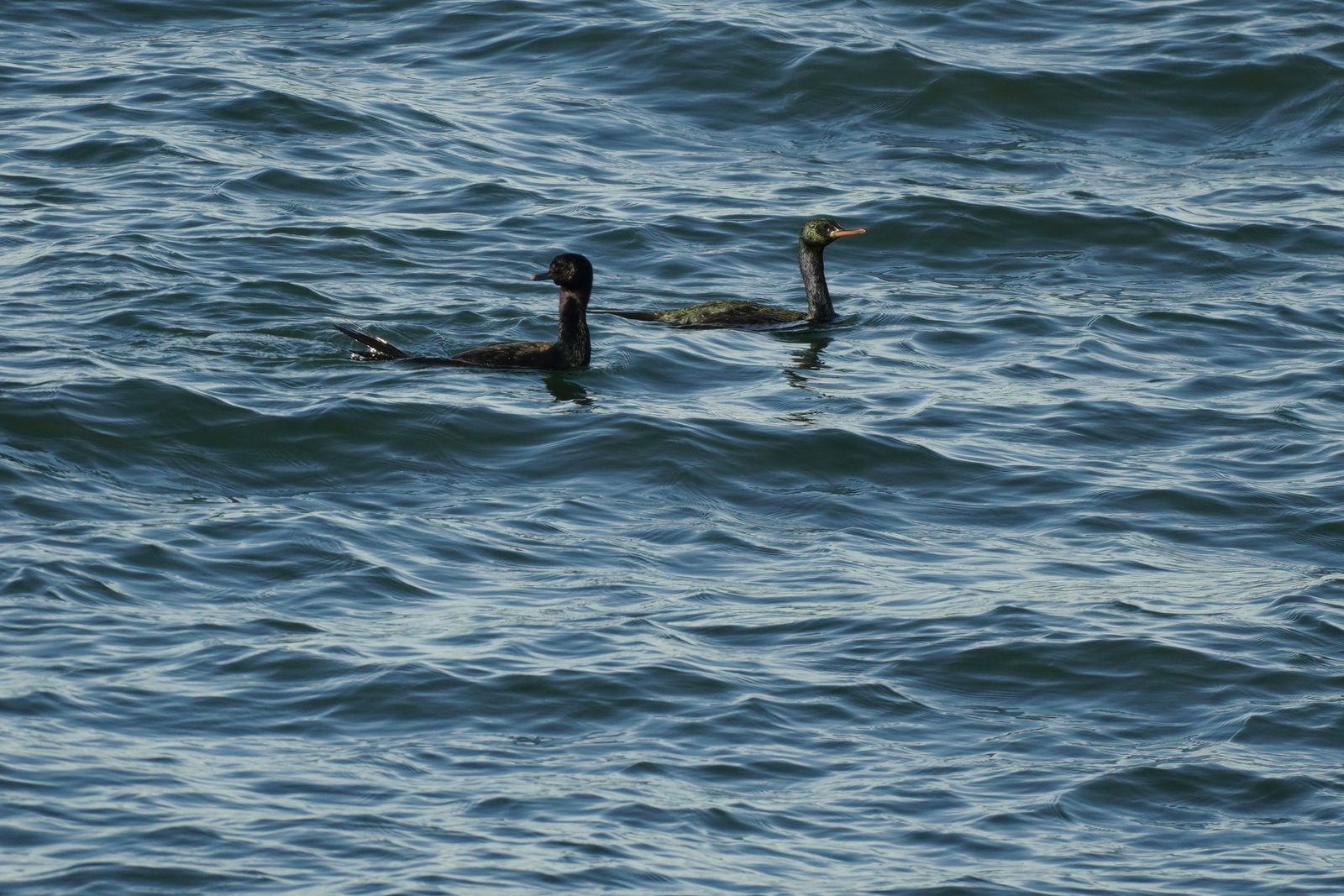 Two long-necked waterbirds swimming on rippled water, Westport