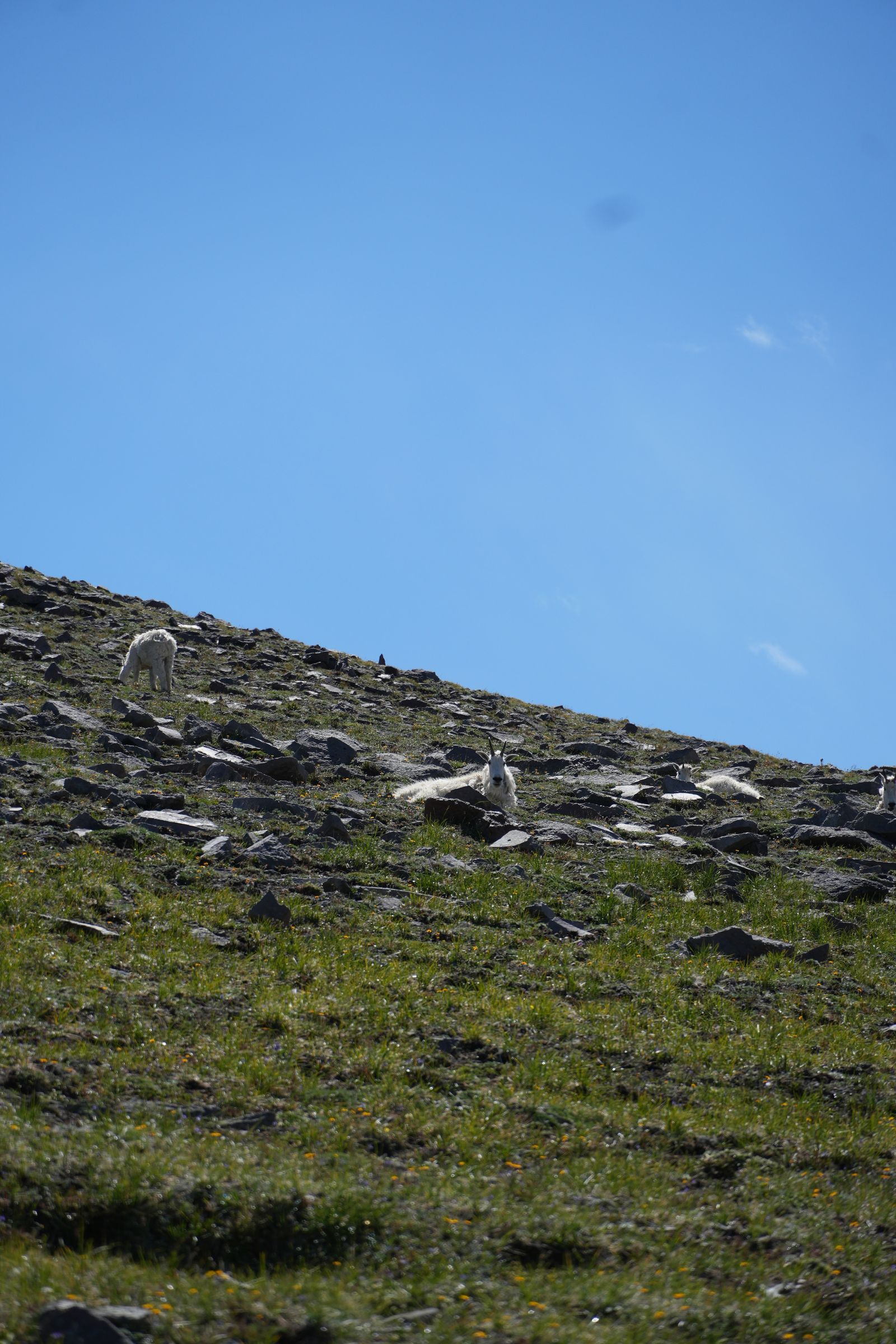 Four goats on a rocky grassy slope, Sunrise