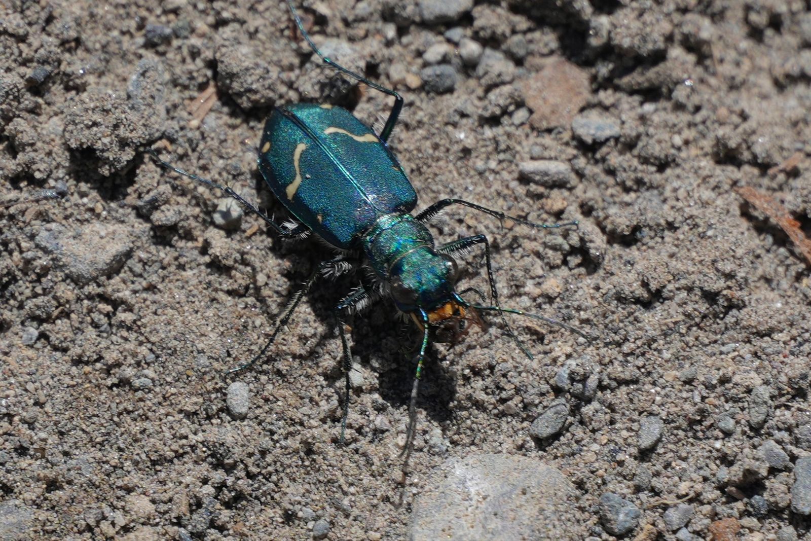 Dispirited tiger beetle (Cicindela depressula) standing on gritty soil among small stones, Eastern Washington