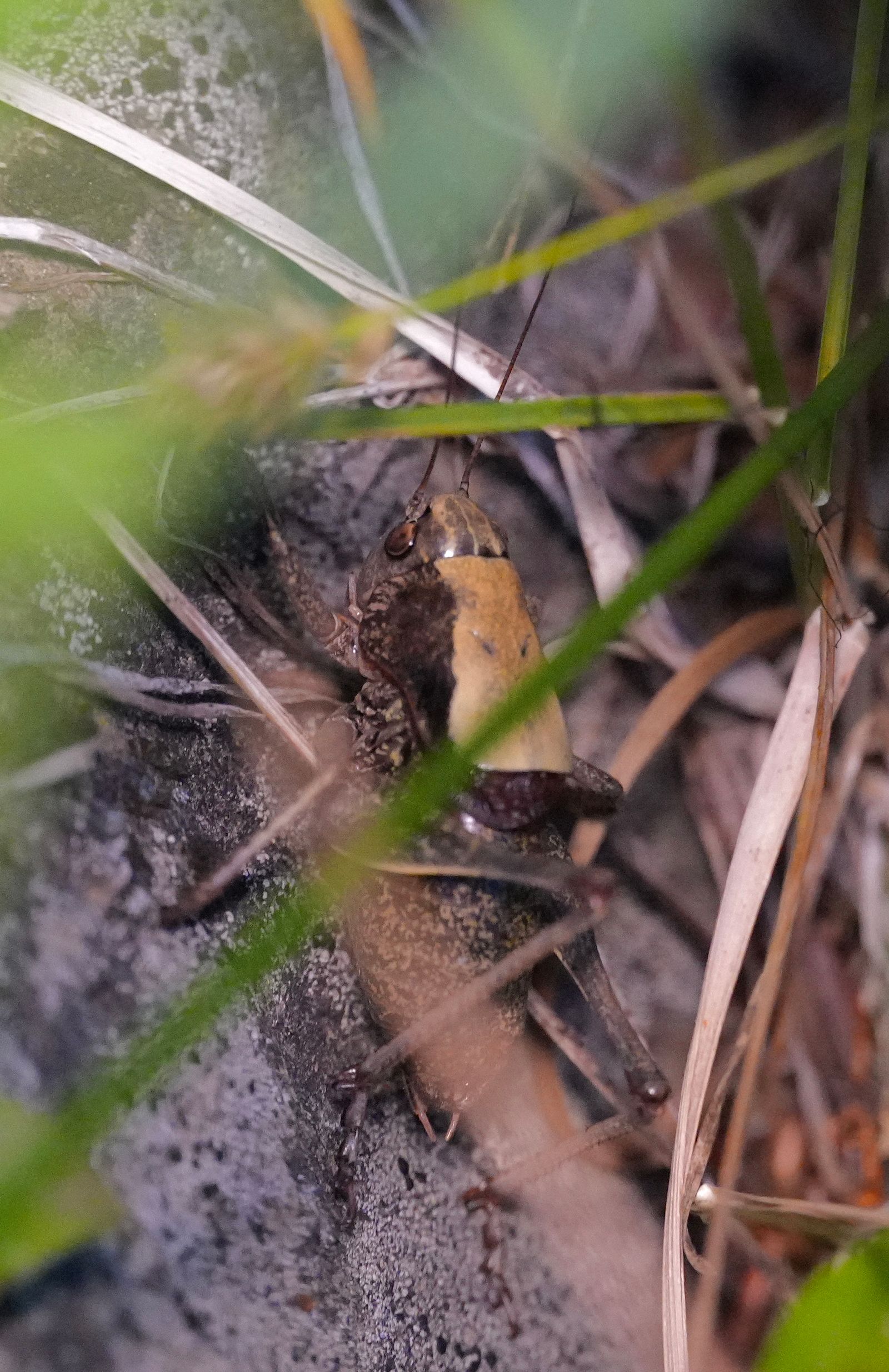 Long-legged anabrus (Anabrus longipes) clinging to a gray rock among grass, Eastern Washington