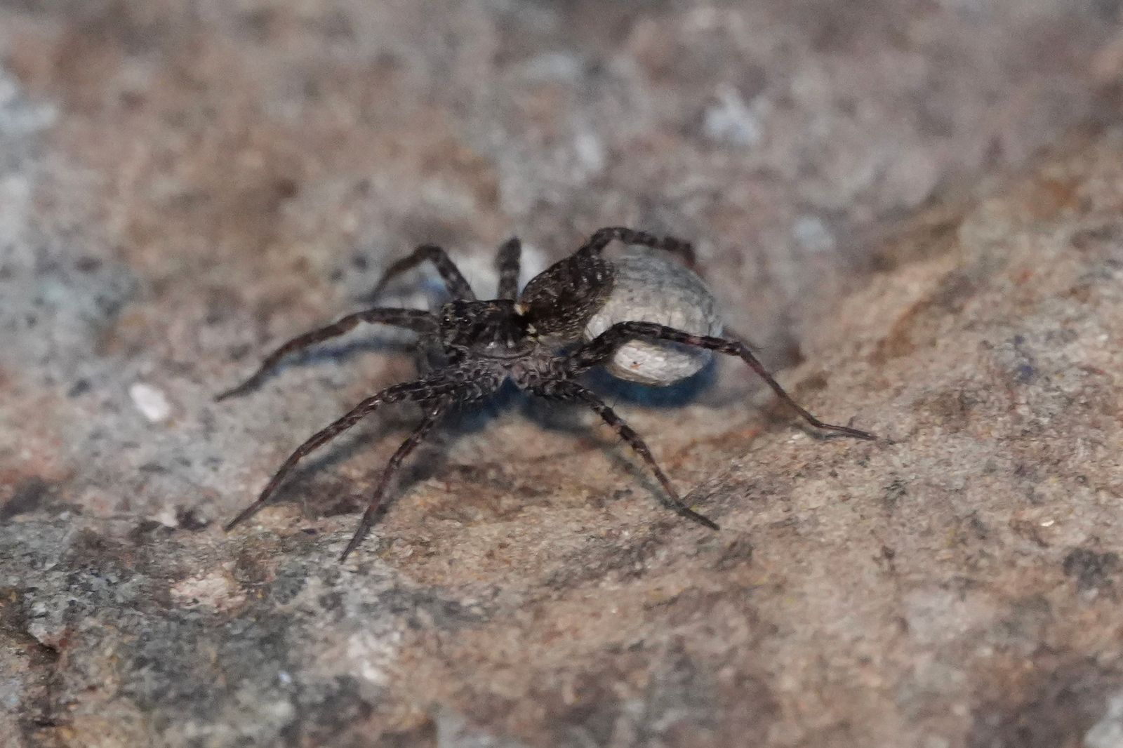Wolf spider (Lycosidae) carrying an egg sac on rough rock, Eastern Washington