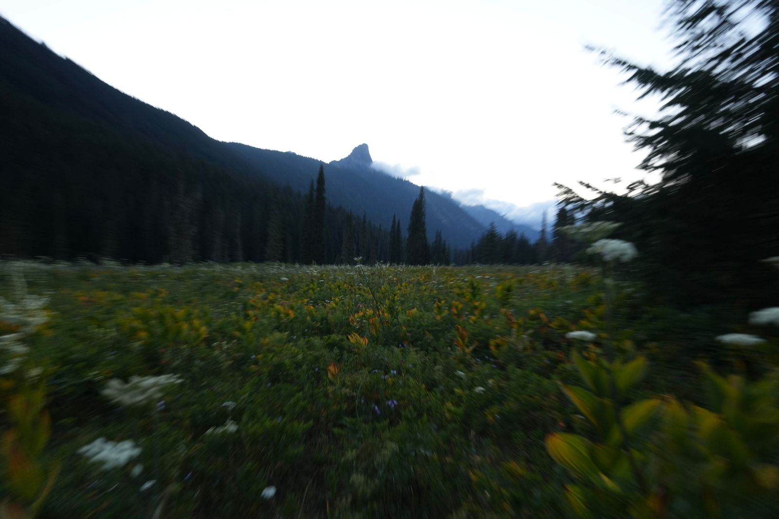 Mountain ridge above wildflowers in low clouds, Eastern Washington