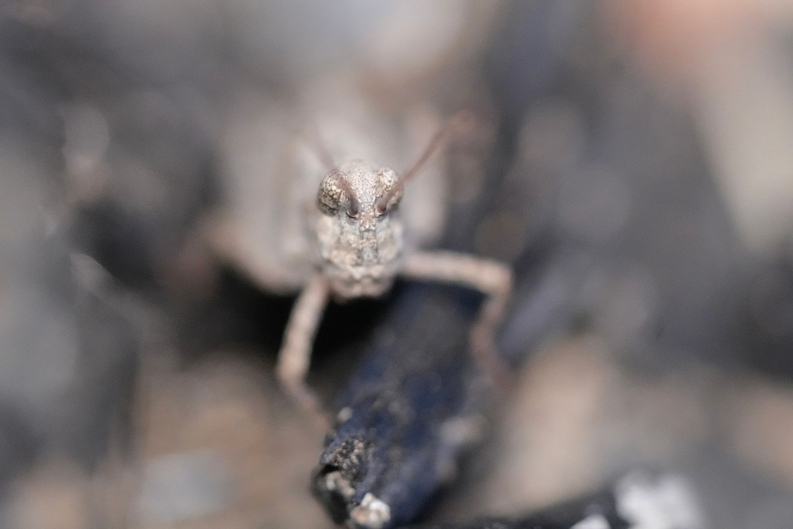 Bandwing grasshopper (Oedipodinae) resting on a dark twig, Eastern Washington