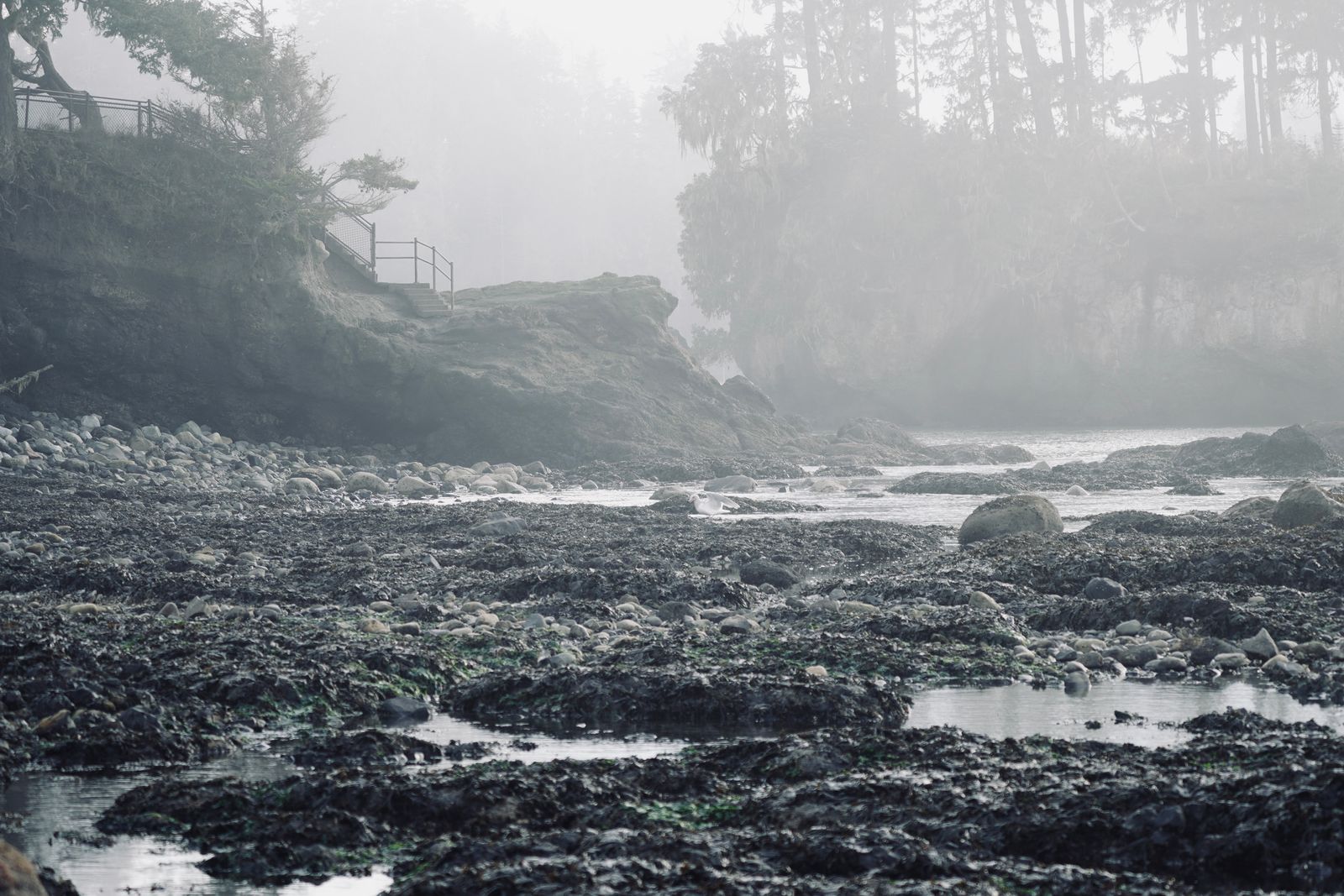 Rocky shore with shallow pools below wooded cliffs in fog, Olympic National Park