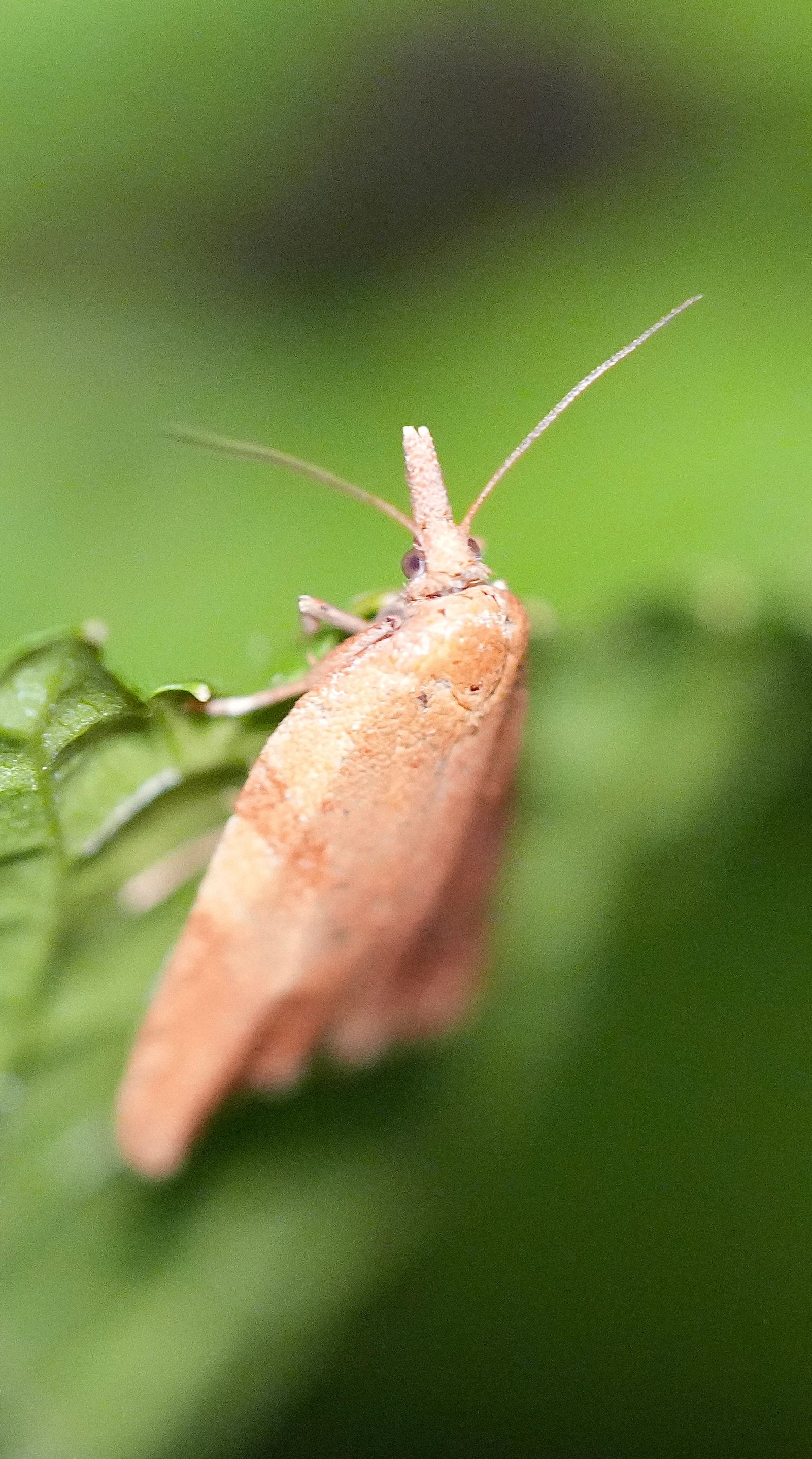 Tortricine ragwort moth (Sparganothis senecionana) resting on a green leaf, Eastern Washington