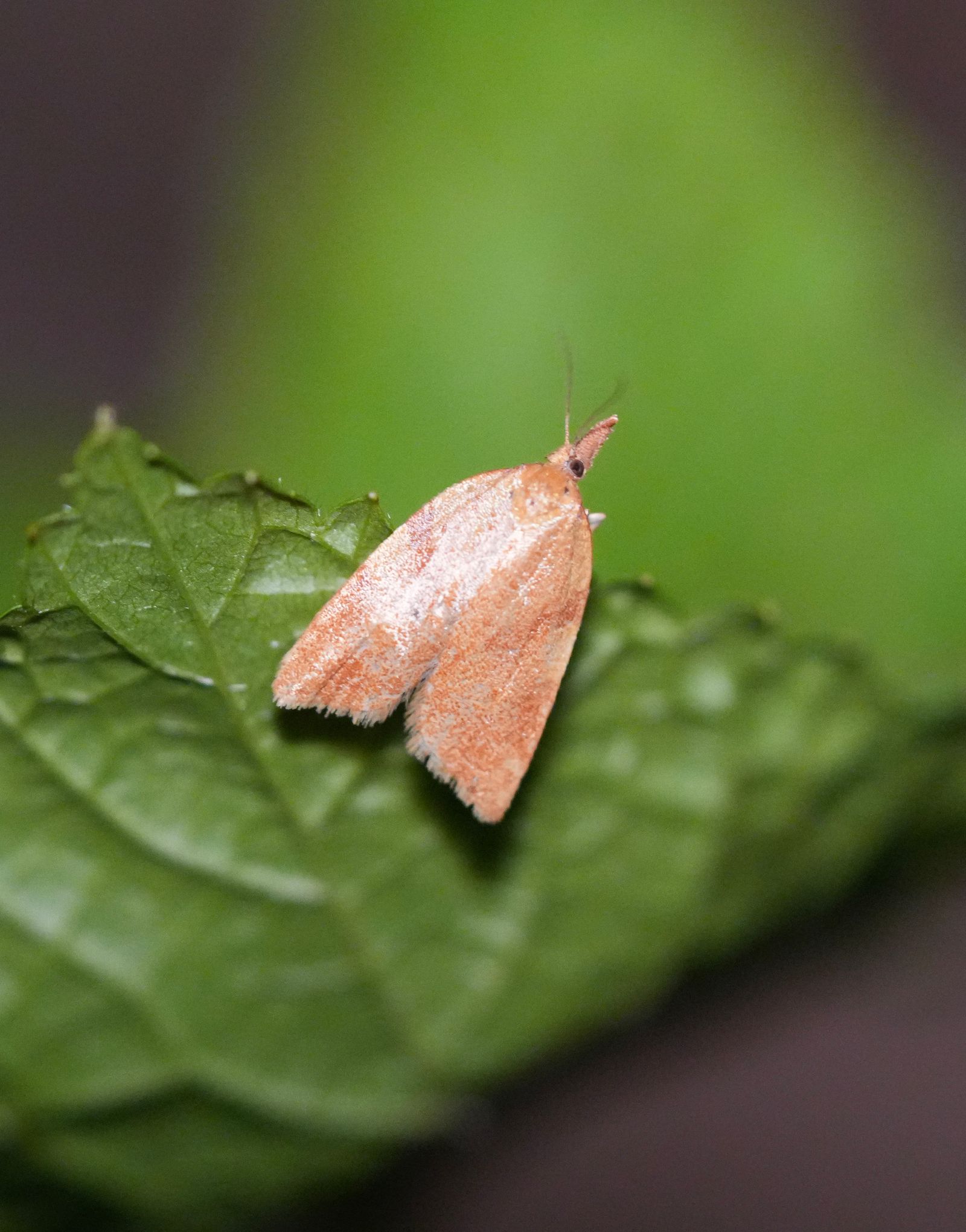 An orange moth resting on a green leaf, Eastern Washington