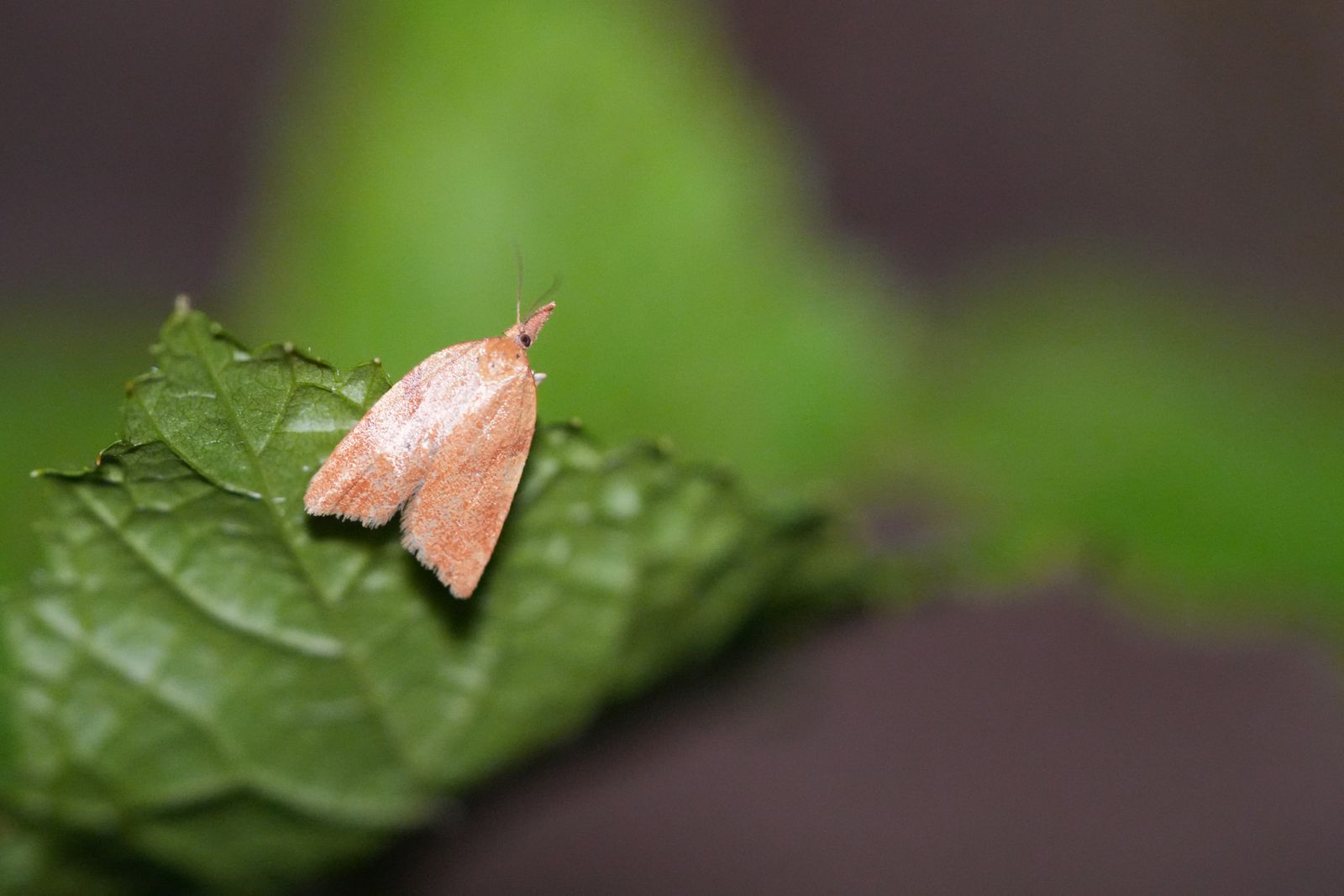An orange moth resting on a green leaf, Eastern Washington