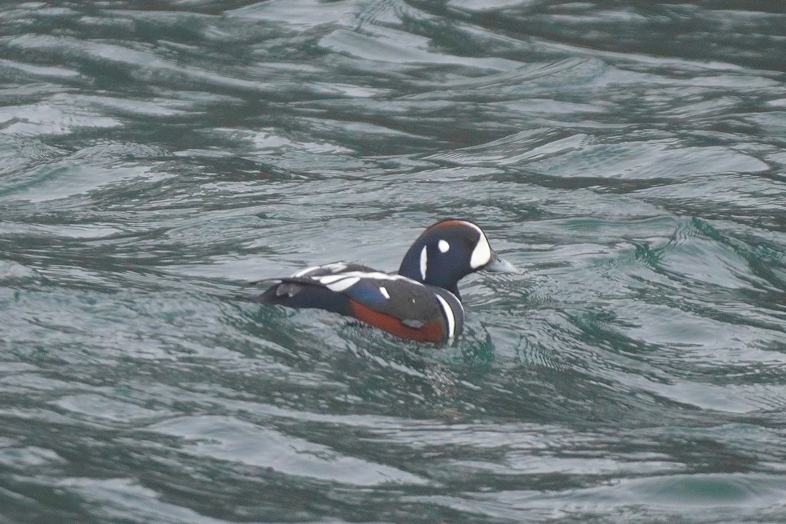 A dark duck with reddish-brown sides floating on rippled water, Olympic National Park