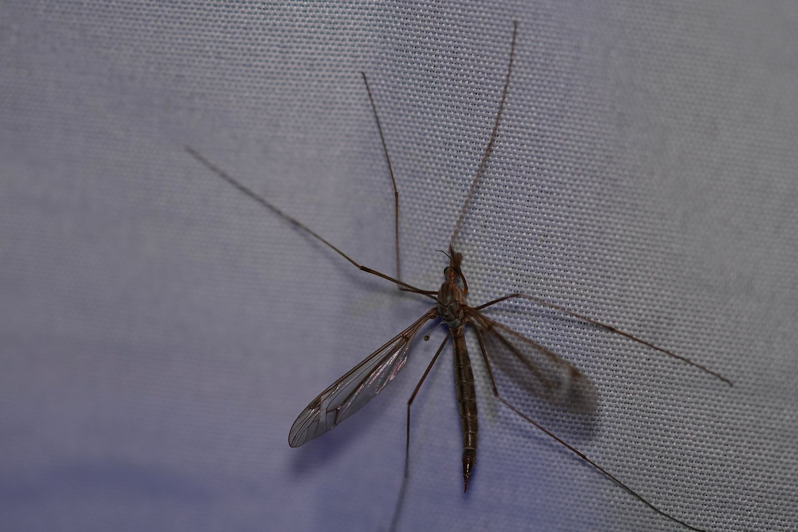 Crane fly (Tipulinae) resting on pale woven fabric, Eastern Washington