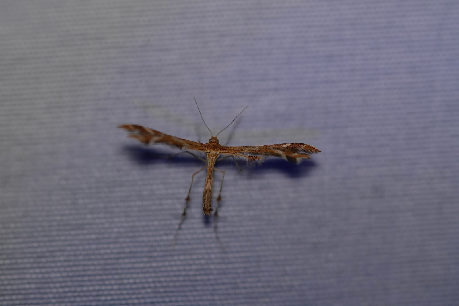 A brown moth resting on gray woven fabric, Eastern Washington