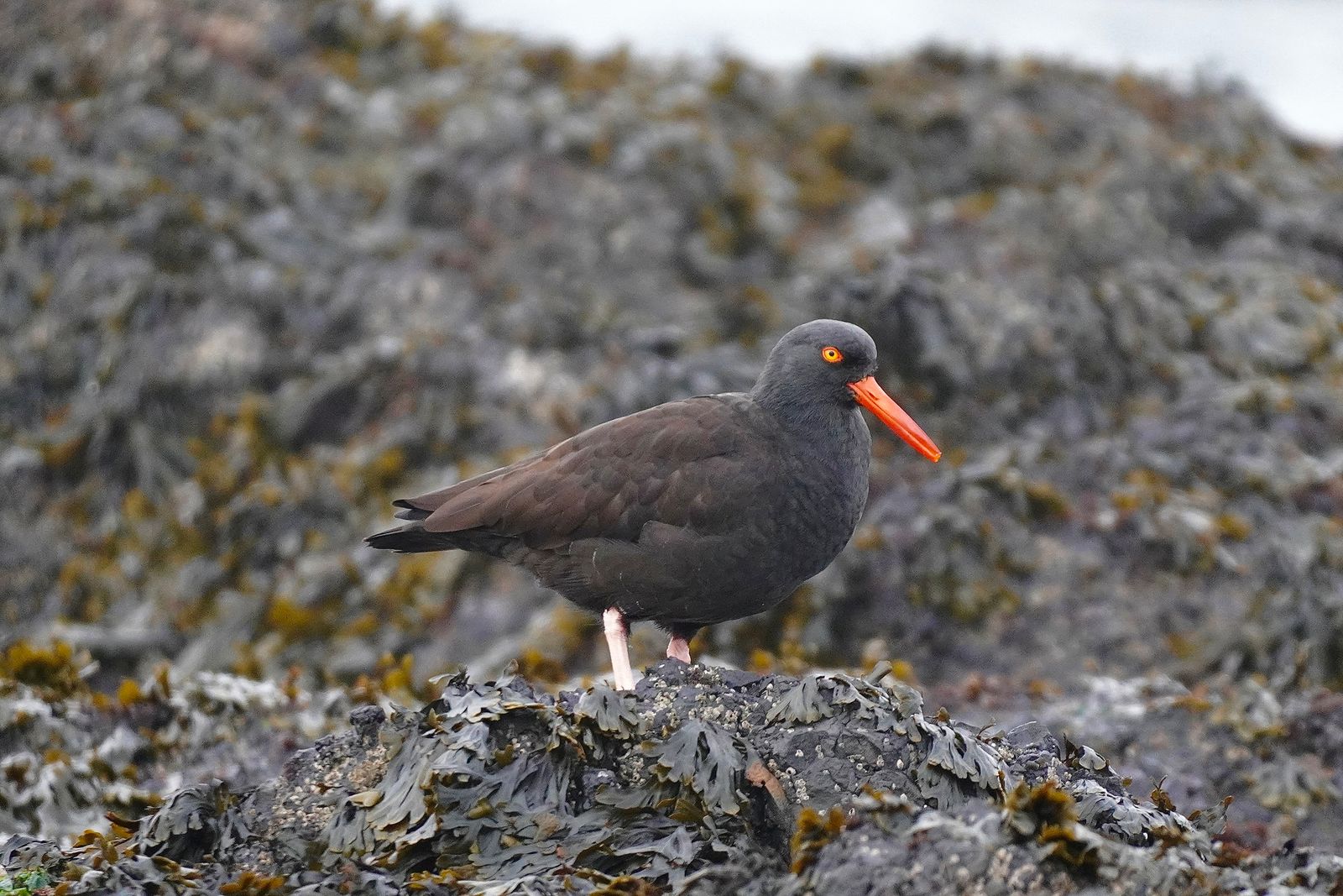 A dark bird standing on a seaweed-covered rock, Olympic National Park