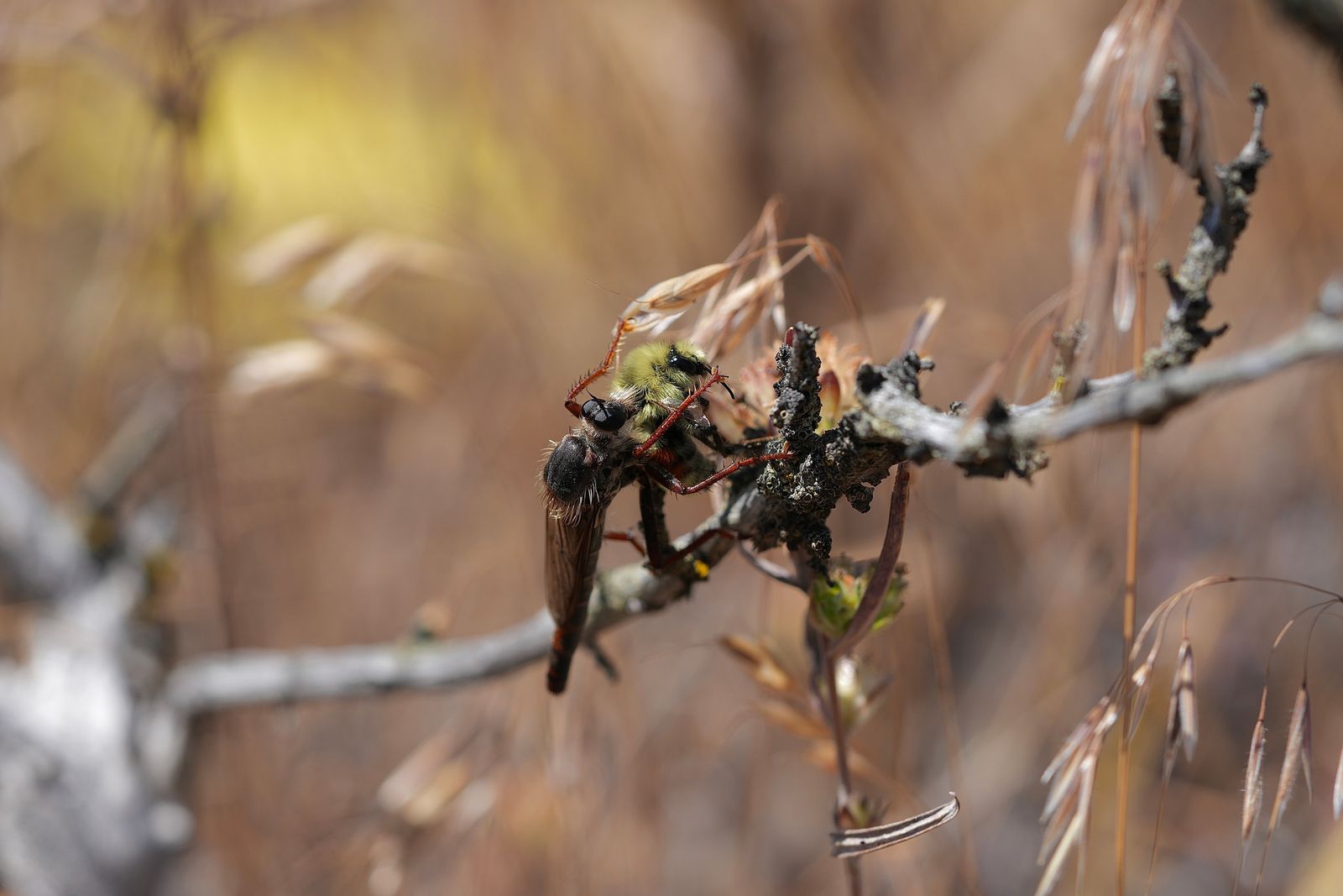 Hunt's bumble bee (Bombus huntii) held by another insect on a lichen-covered twig, Eastern Washington