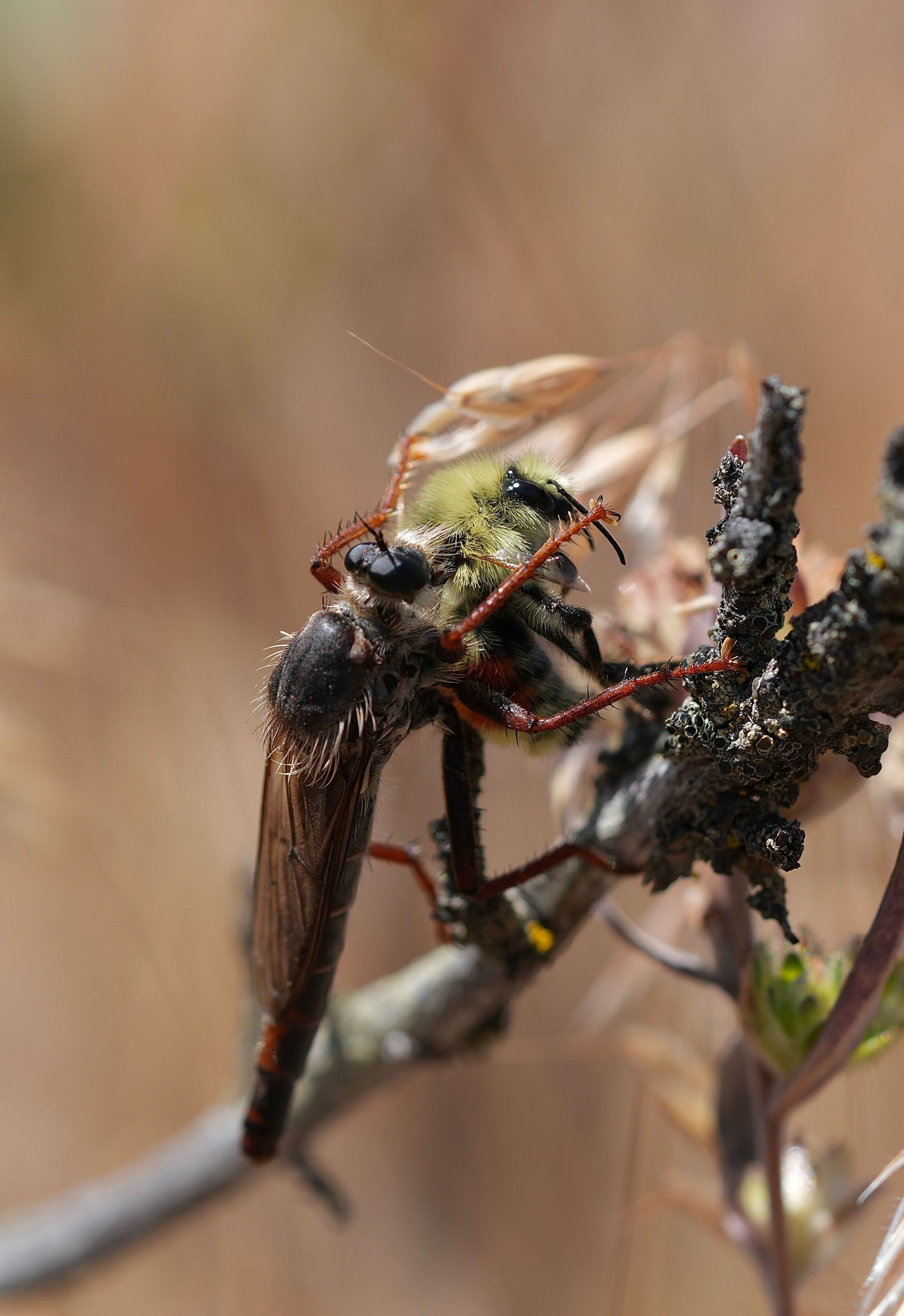 Common rusty robber (Stenopogon inquinatus) holding a bee on a lichen-covered twig, Eastern Washington