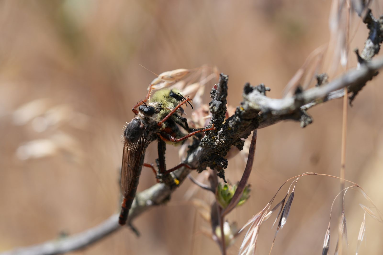 Common rusty robber (Stenopogon inquinatus) holding a bee on a lichen-covered twig, Eastern Washington