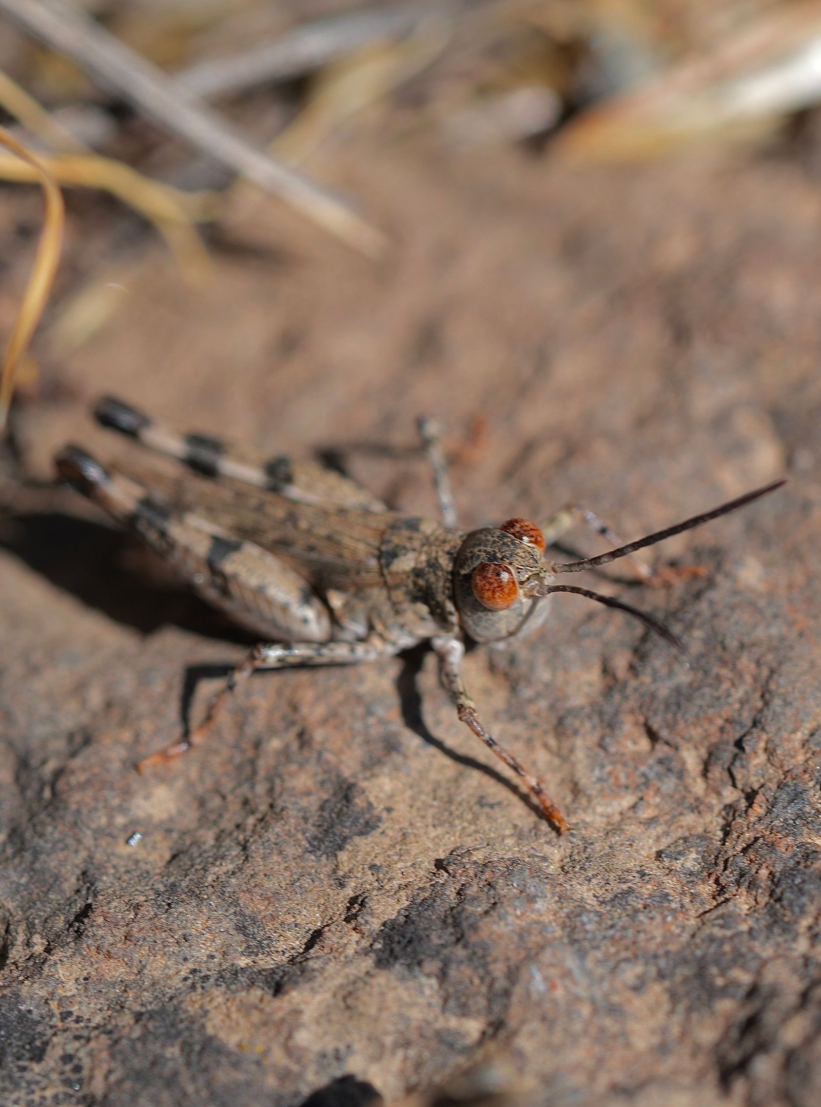 Short-horned grasshopper (Acrididae) on rough rock beside dry grass stems, Eastern Washington