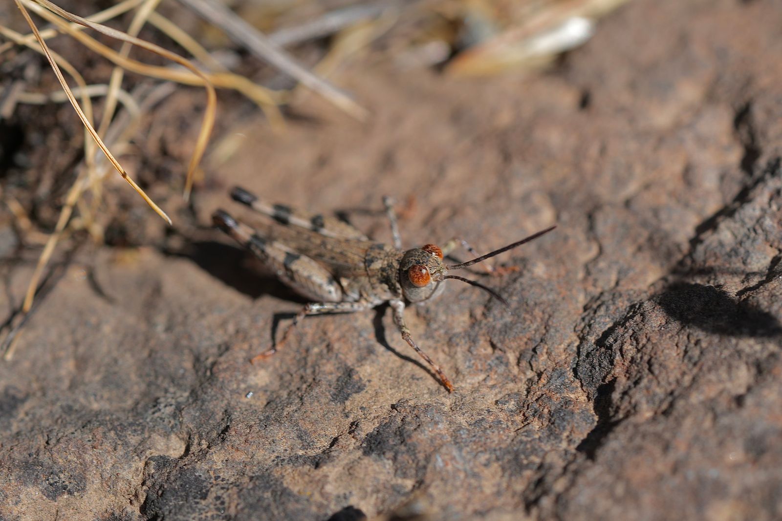 Short-horned grasshopper (Acrididae) on rough rock beside dry grass stems, Eastern Washington