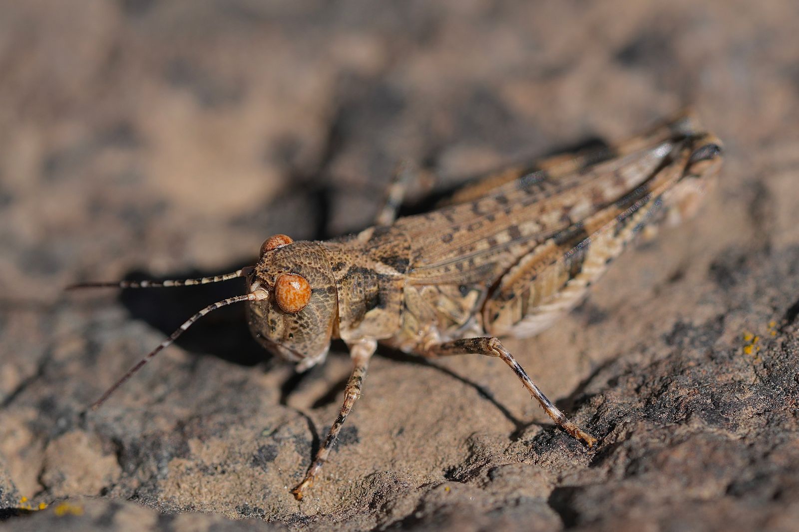 An insect on rough rock, Eastern Washington
