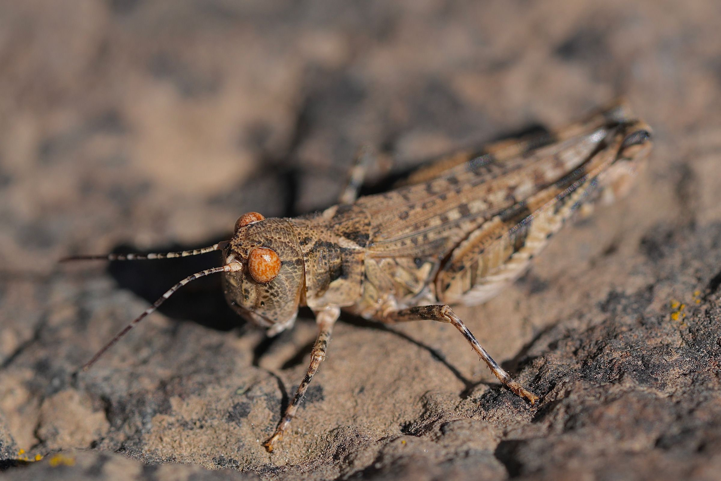 Eastern Washington macro — cover photograph