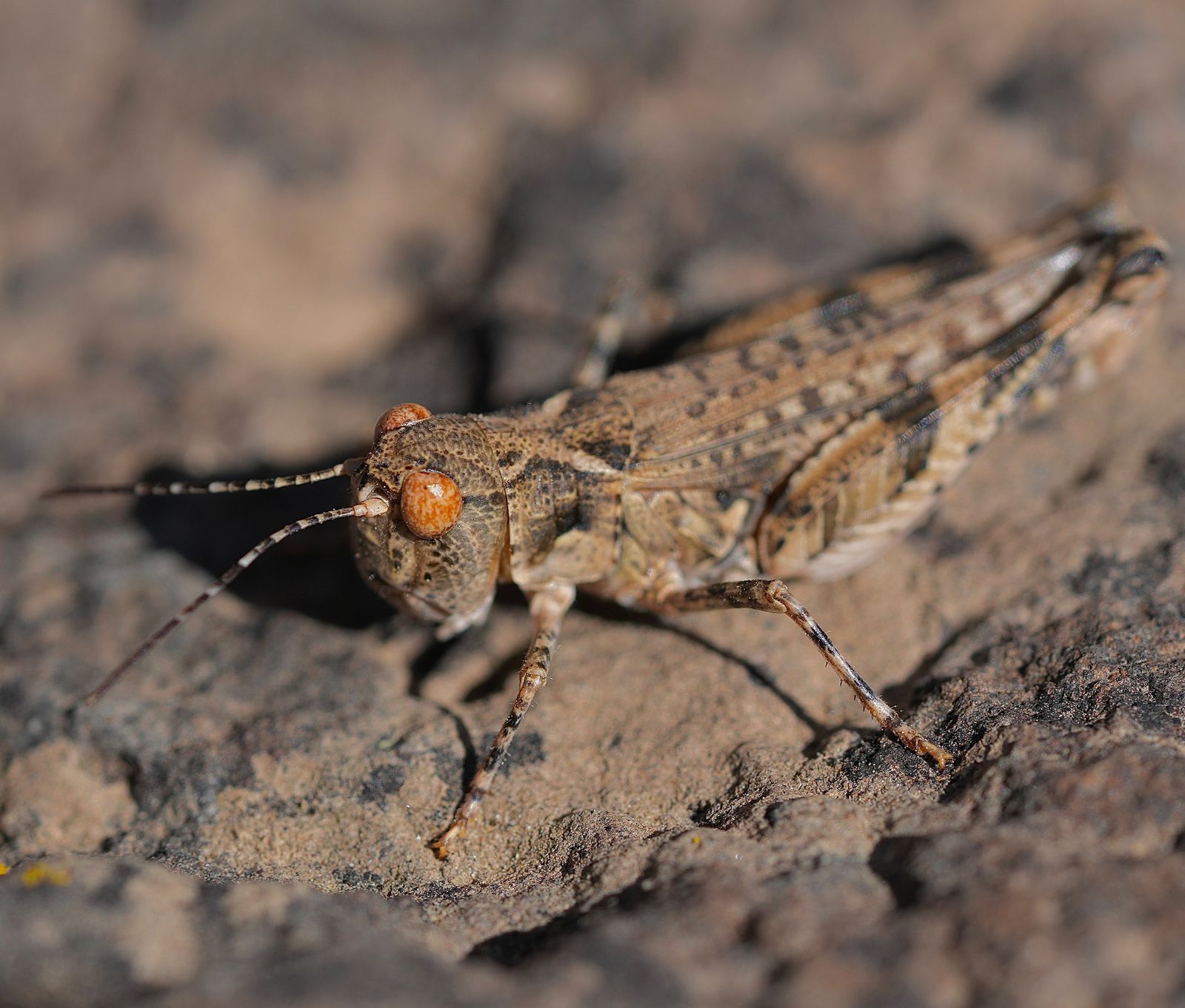 An insect on rough rock, Eastern Washington