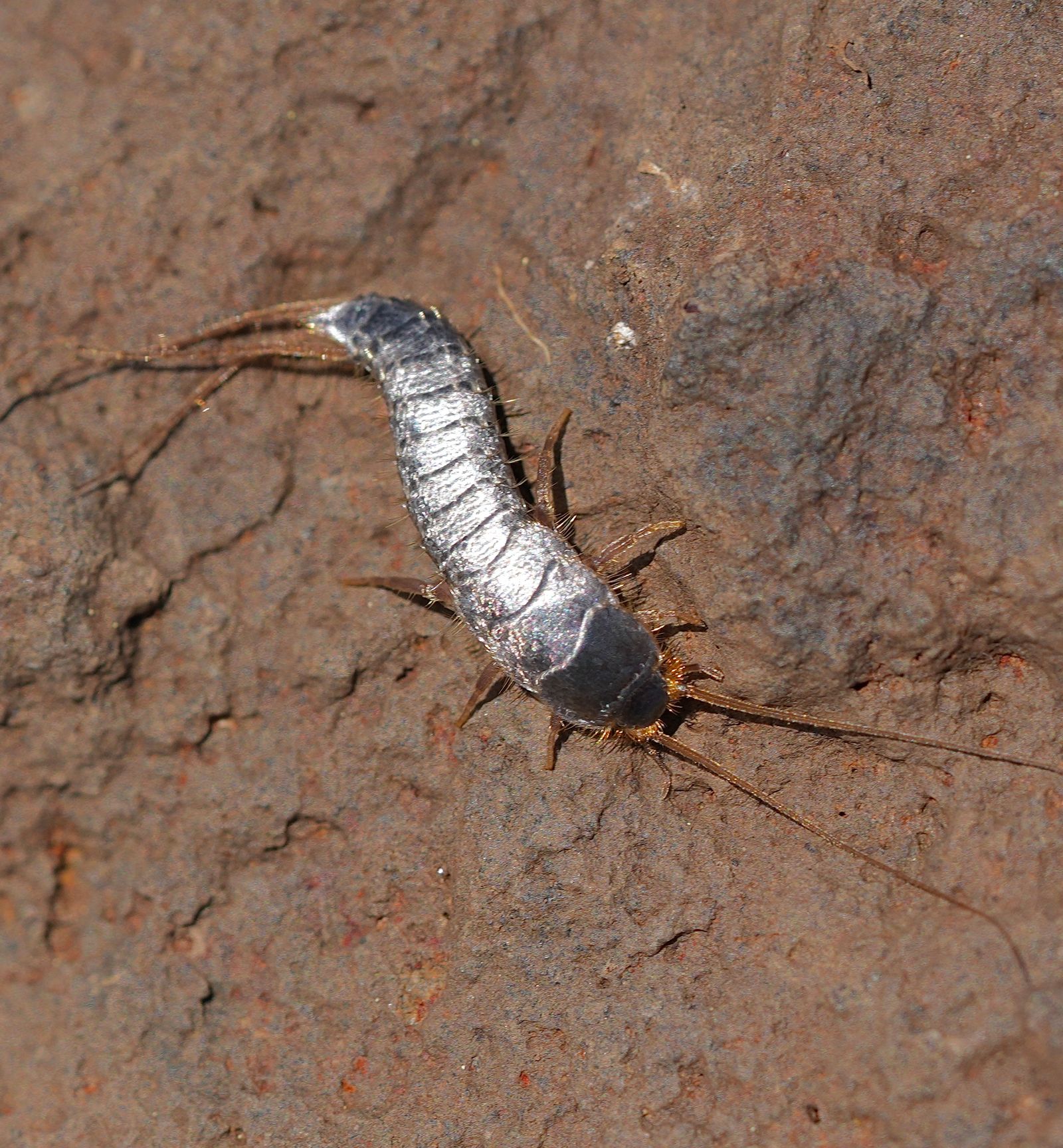 A silver-gray insect with long antennae and tail filaments, Eastern Washington