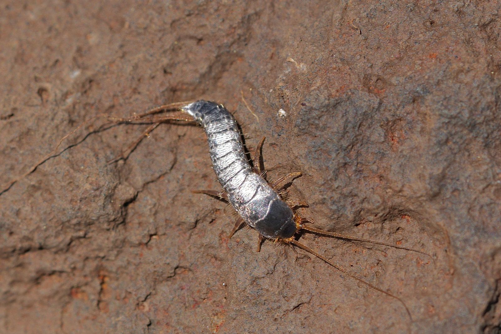 A silver-gray insect with long antennae and tail filaments, Eastern Washington