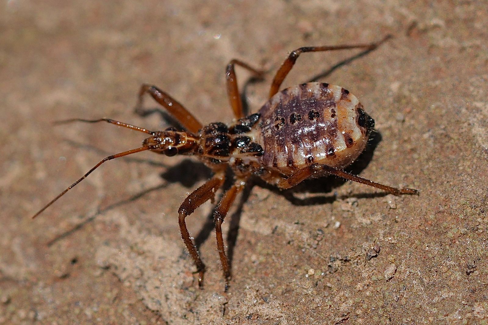 Assassin bug (Rhynocoris ventralis) standing on gritty brown ground, Eastern Washington