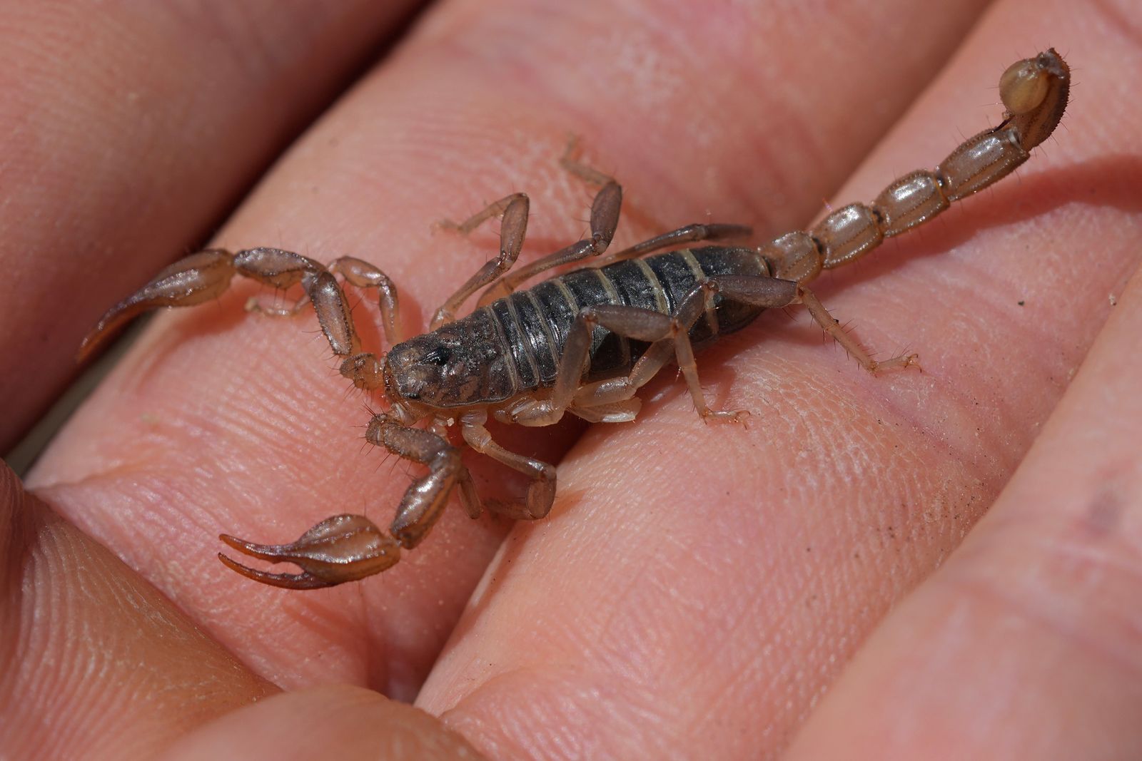 Northern scorpion (Paruroctonus boreus) resting on a person's palm, Eastern Washington