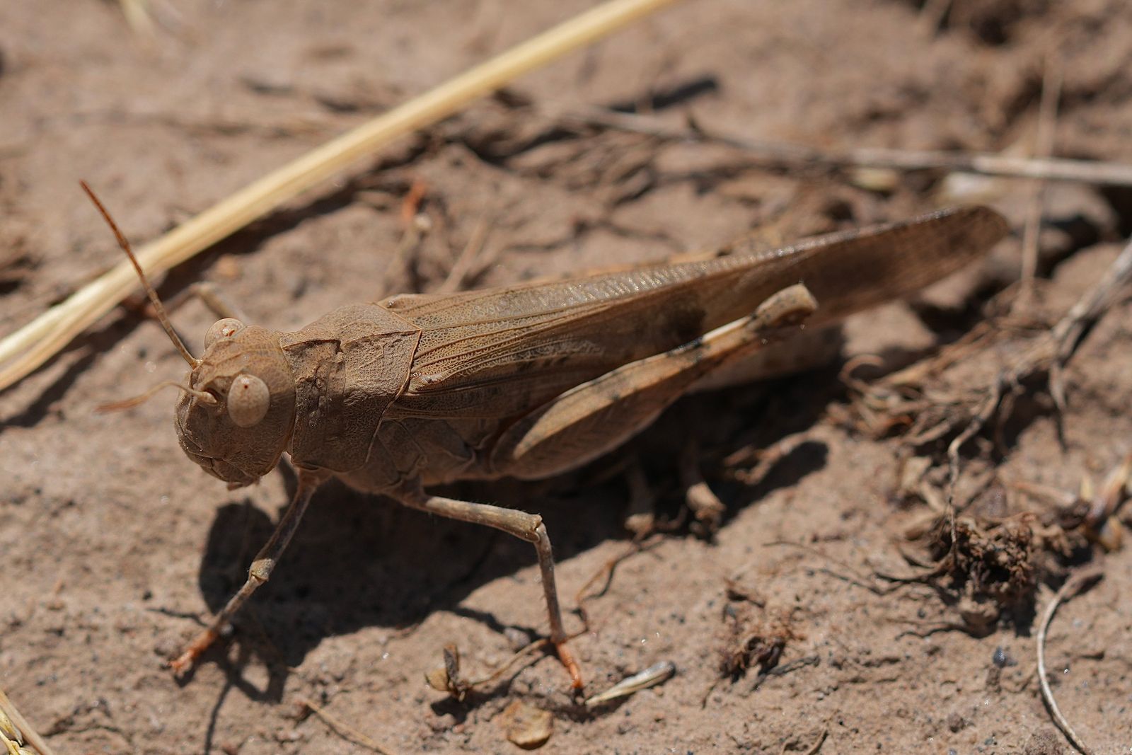 Bandwing grasshopper (Oedipodinae) on bare soil among dry stems, Eastern Washington