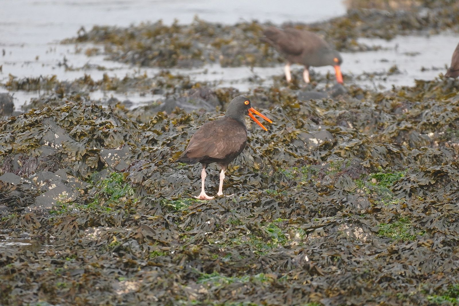 Three black oystercatchers (Haematopus bachmani) on seaweed-covered rocks beside shallow water, Olympic National Park