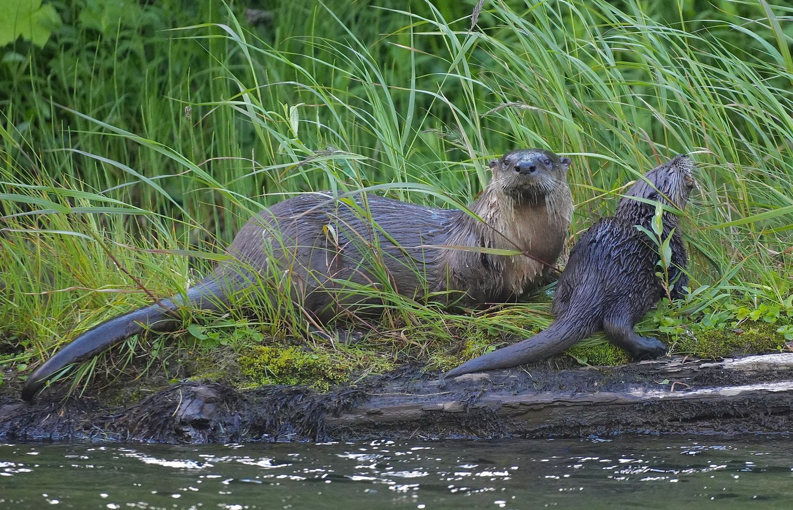 Two North American river otters (Lontra canadensis) on a grassy bank beside a log, Eastern Washington