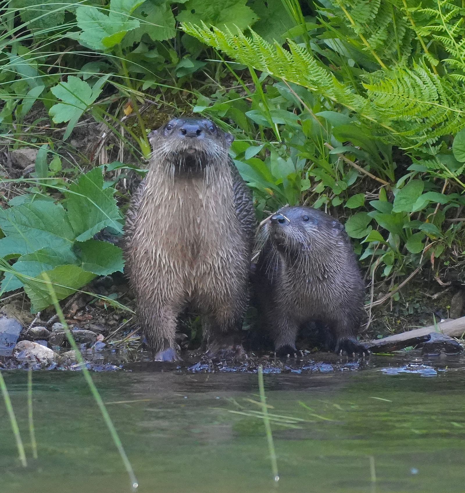Two North American river otters (Lontra canadensis) at the water's edge beneath ferns, Eastern Washington