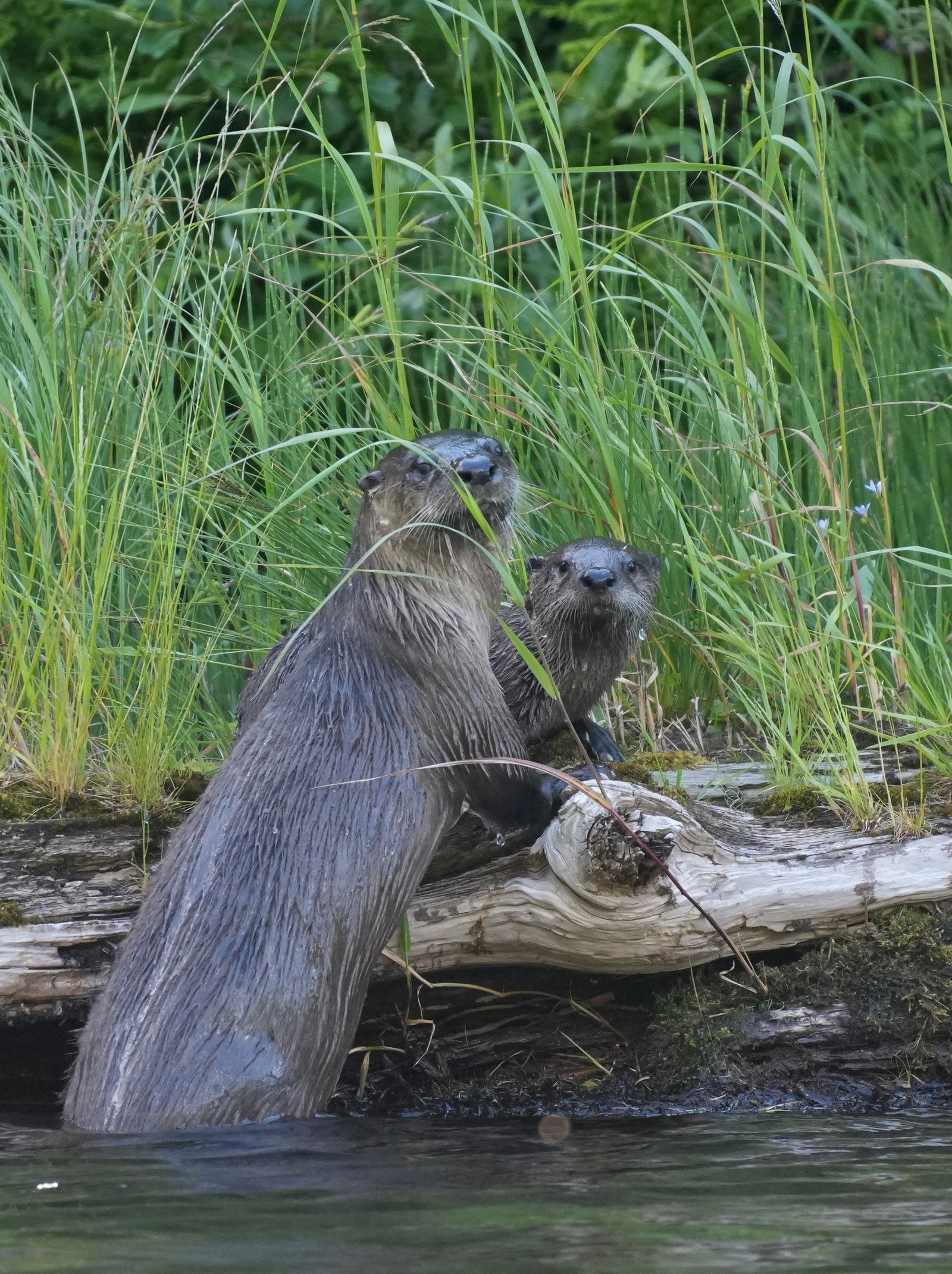 Two North American river otters (Lontra canadensis) climbing onto a log amid tall grass, Eastern Washington