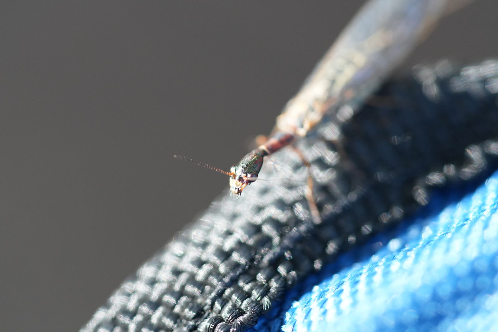 Common snakefly (Agulla) on black fabric beside blue material, Eastern Washington