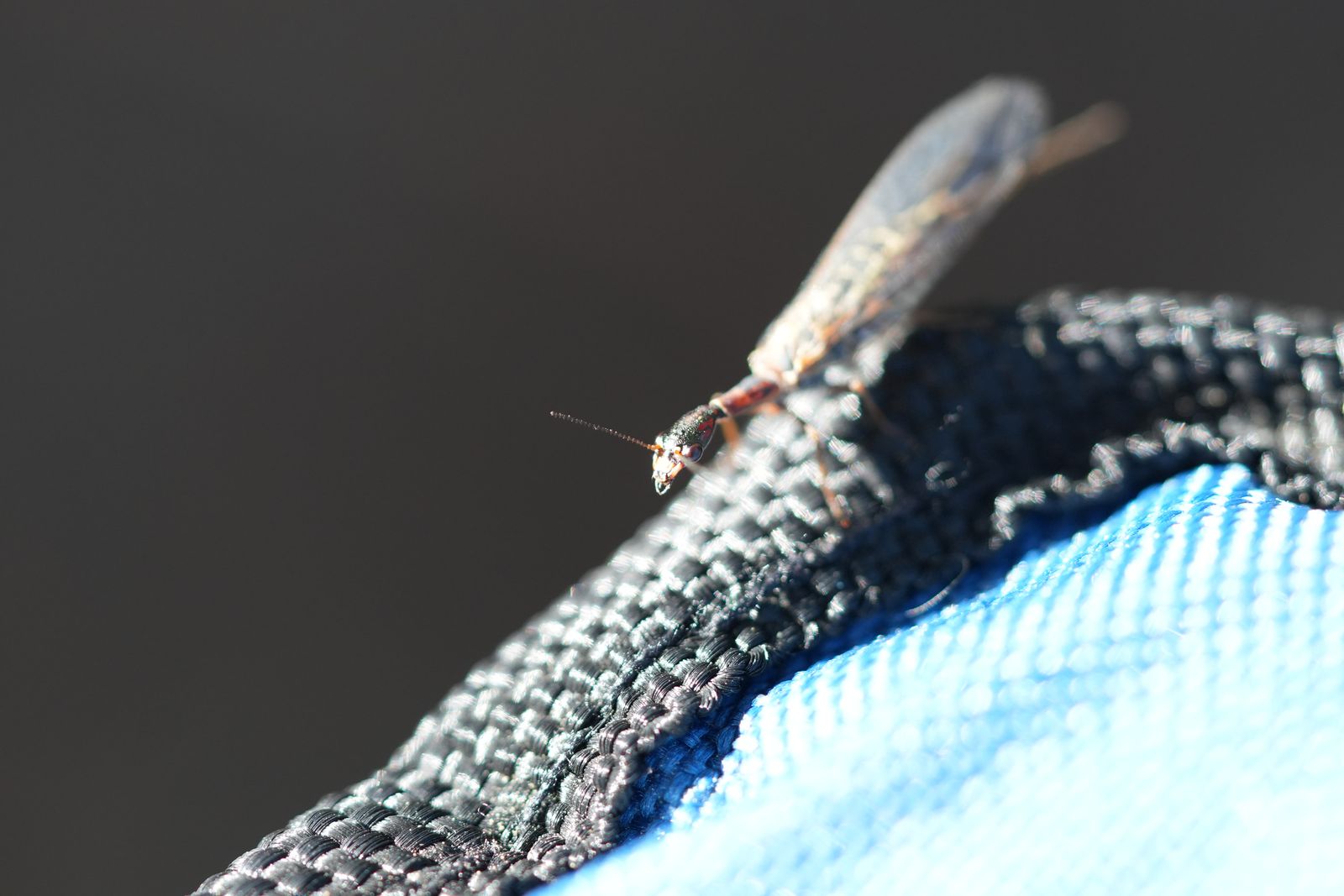 A winged insect on black trim beside blue fabric, Eastern Washington